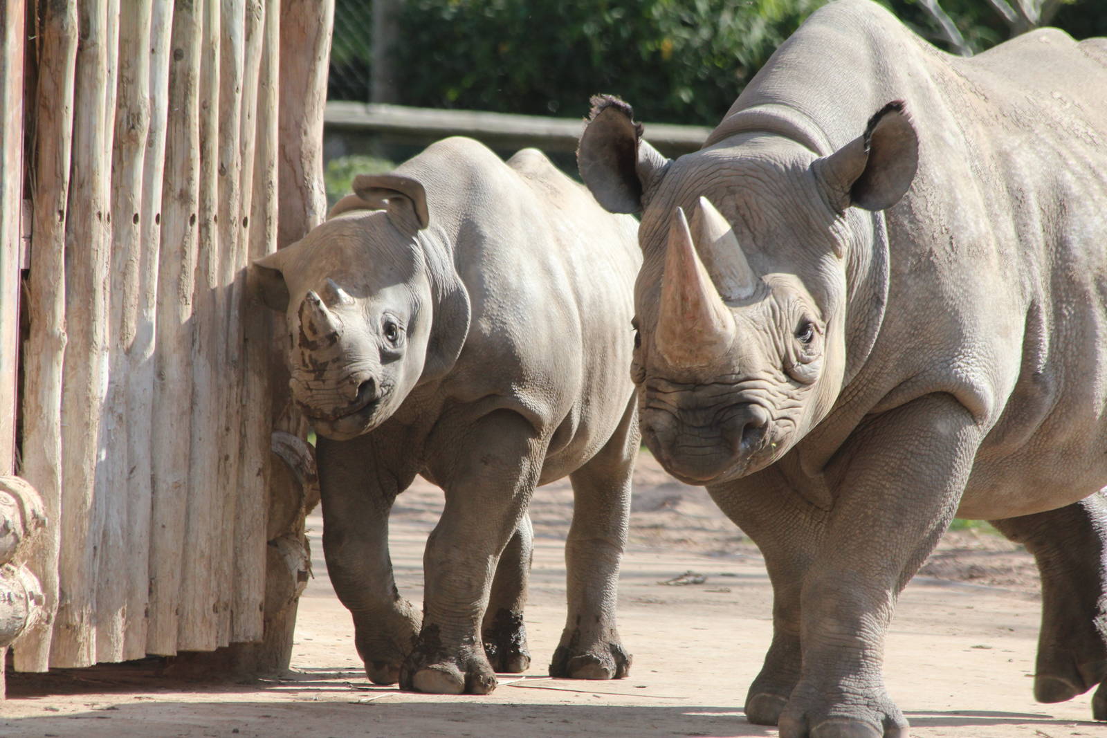 Black Rhinos