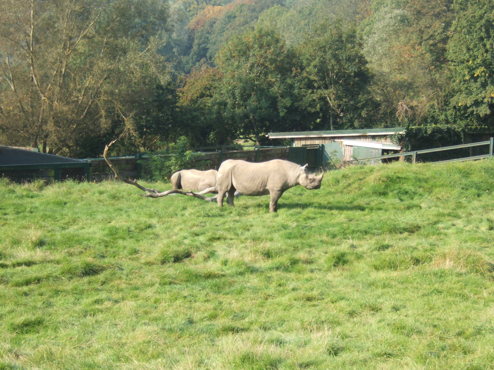 Black Rhinos