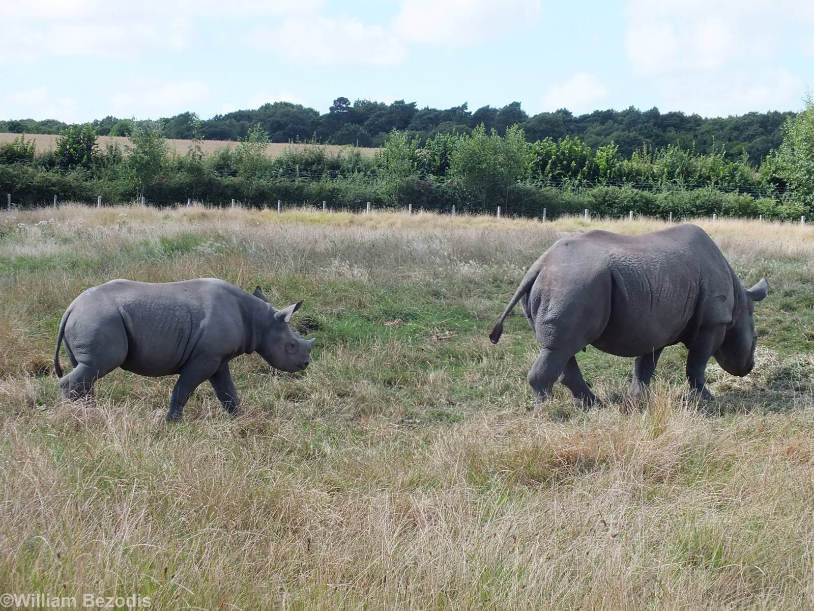 Black Rhinos