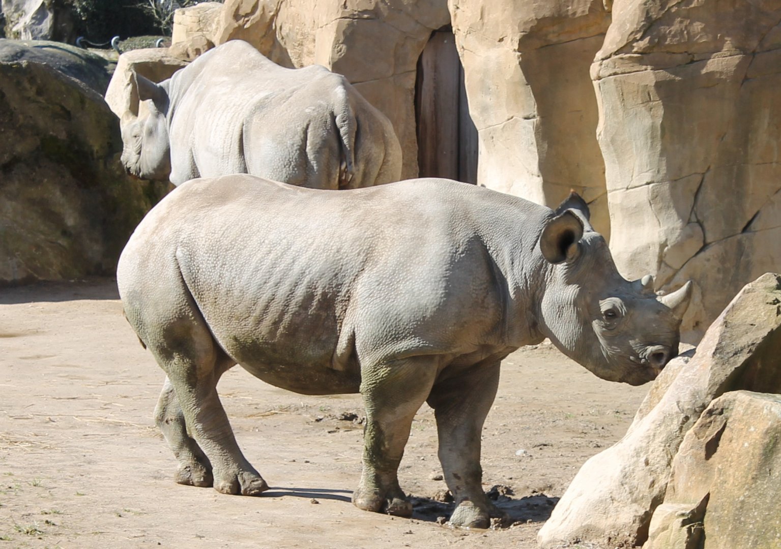 Black rhinos