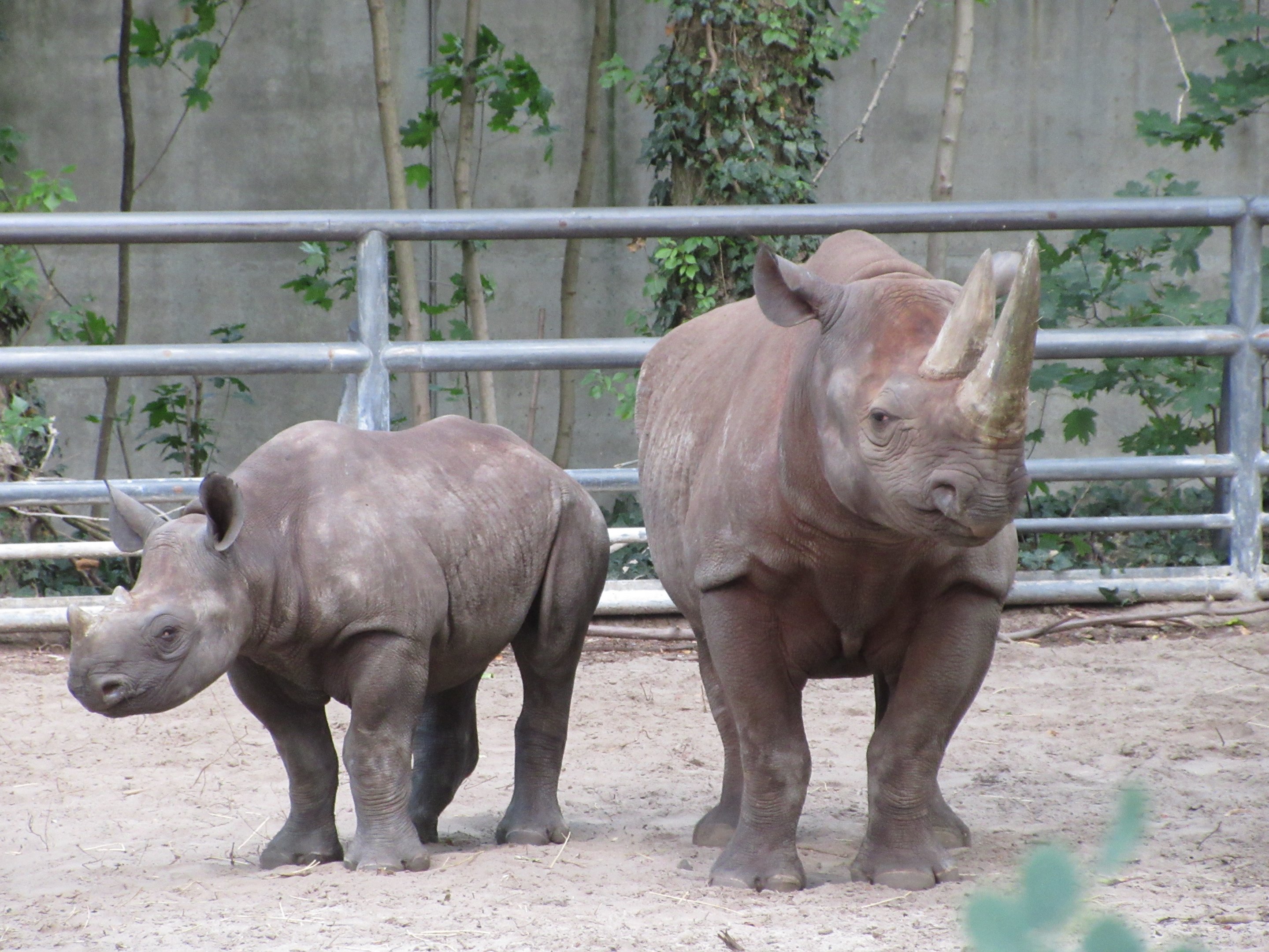 Black Rhinos
