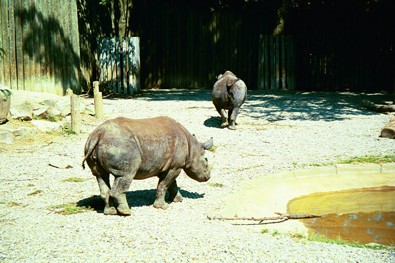 Black Rhinos