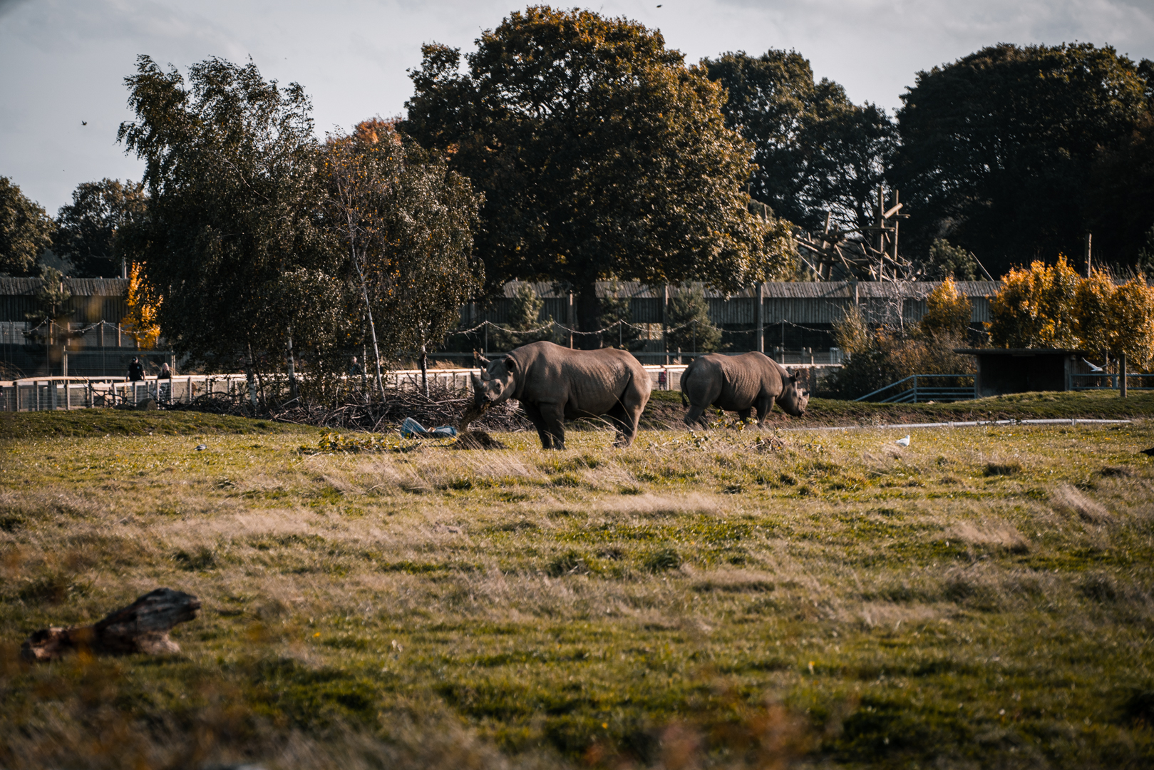 Black Rhinos