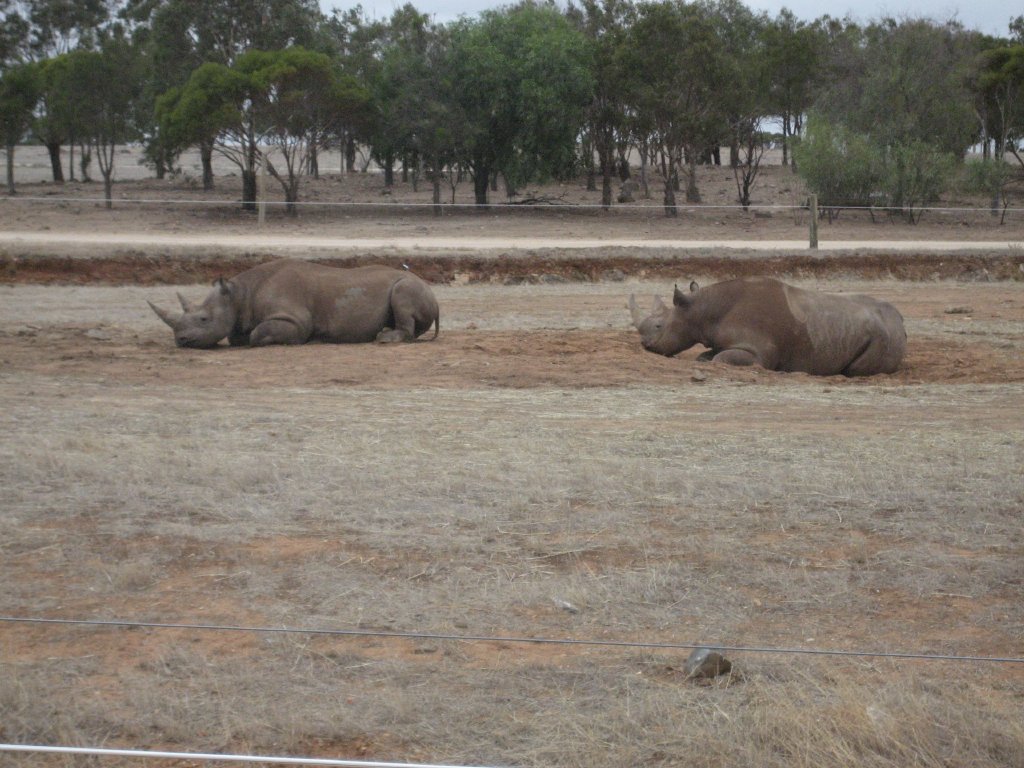 Black Rhinos