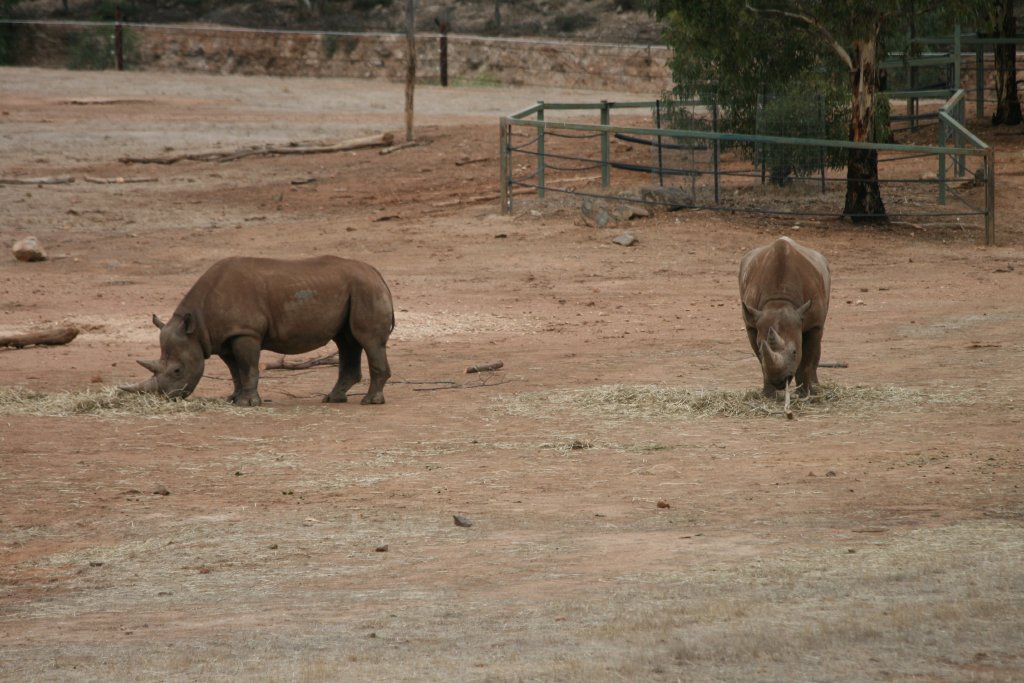 Black Rhinos
