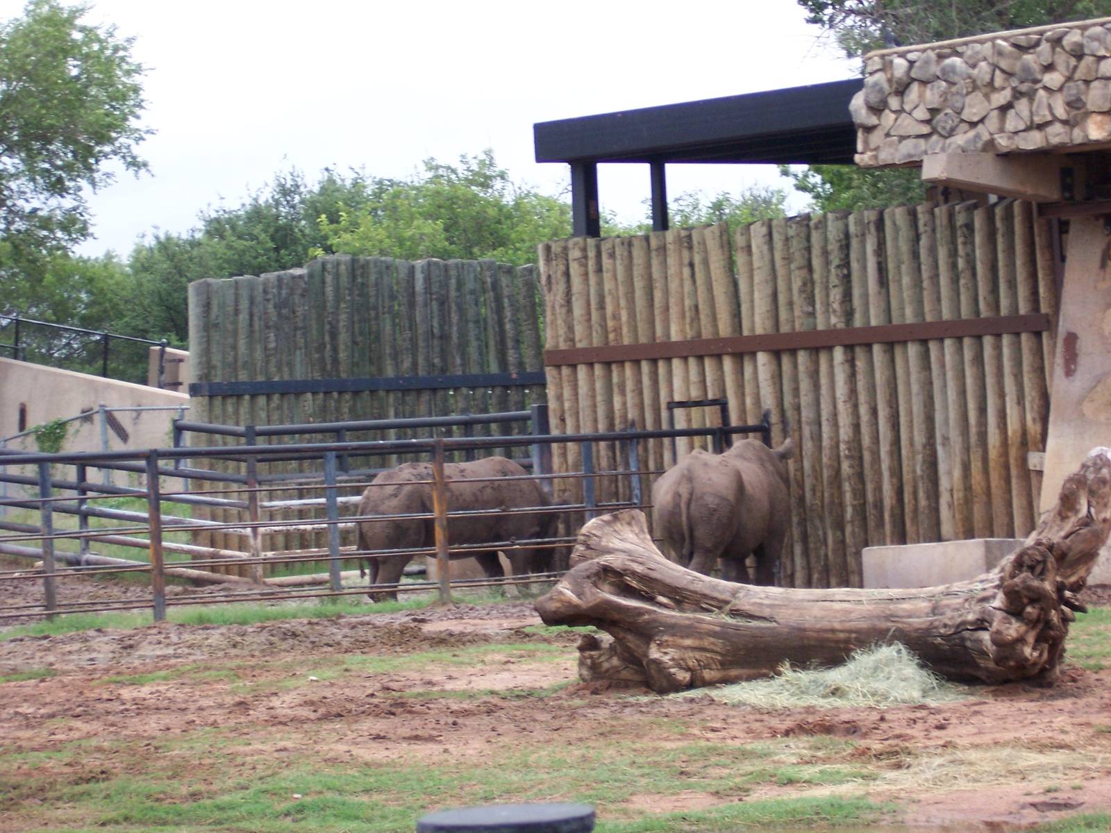 Black Rhinos