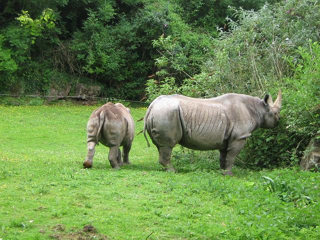 Black Rhinos