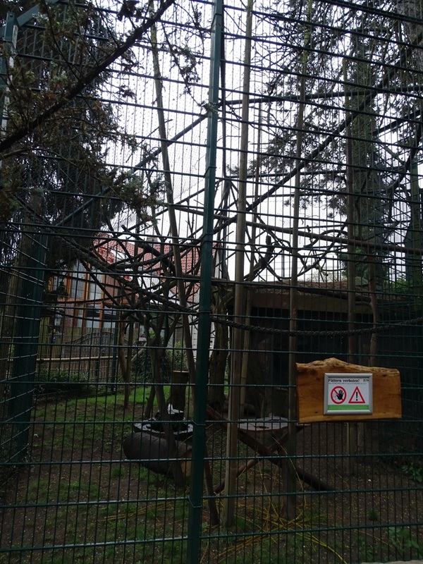 Black + ring-tailed lemur enclosure