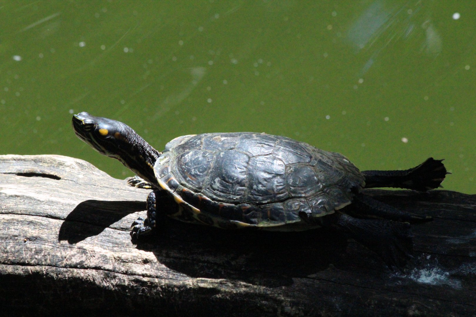 Black River Turtle - Mar 2019