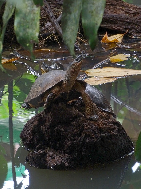 Black River Turtle