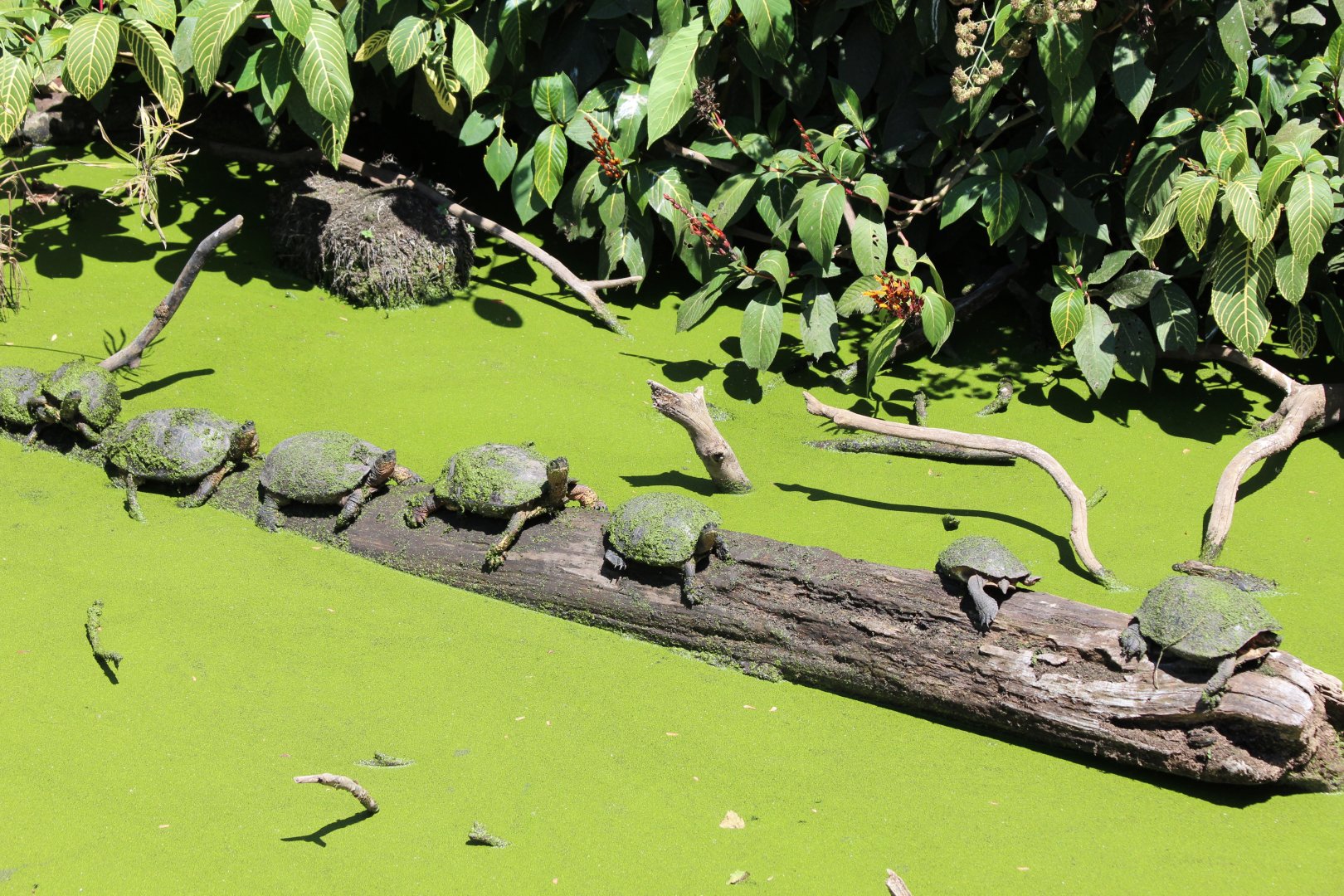 Black River Turtles - Mar 2019