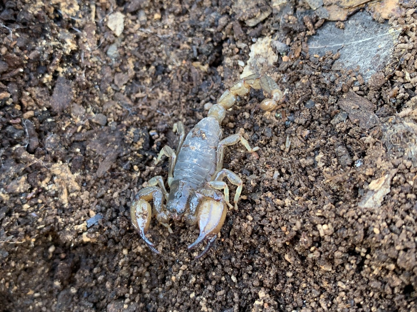 Black Rock Scorpion