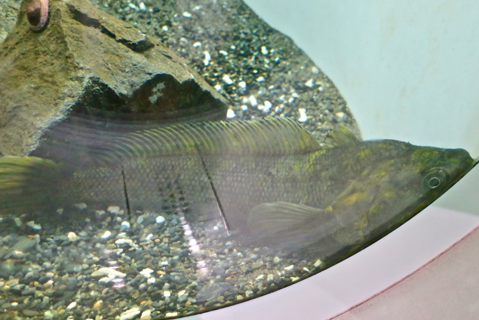 Black Rockcod (Notothenia coriiceps) - Antarctic