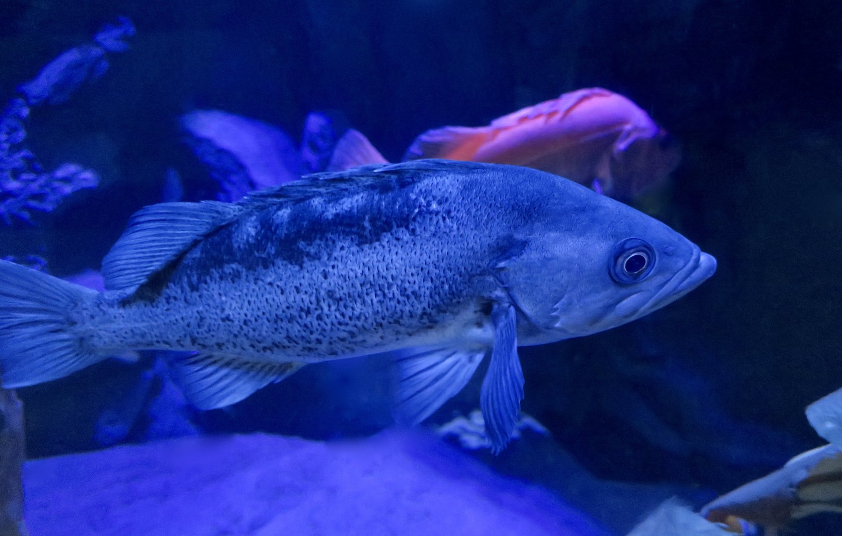 Black Rockfish (Sebastes melanops)