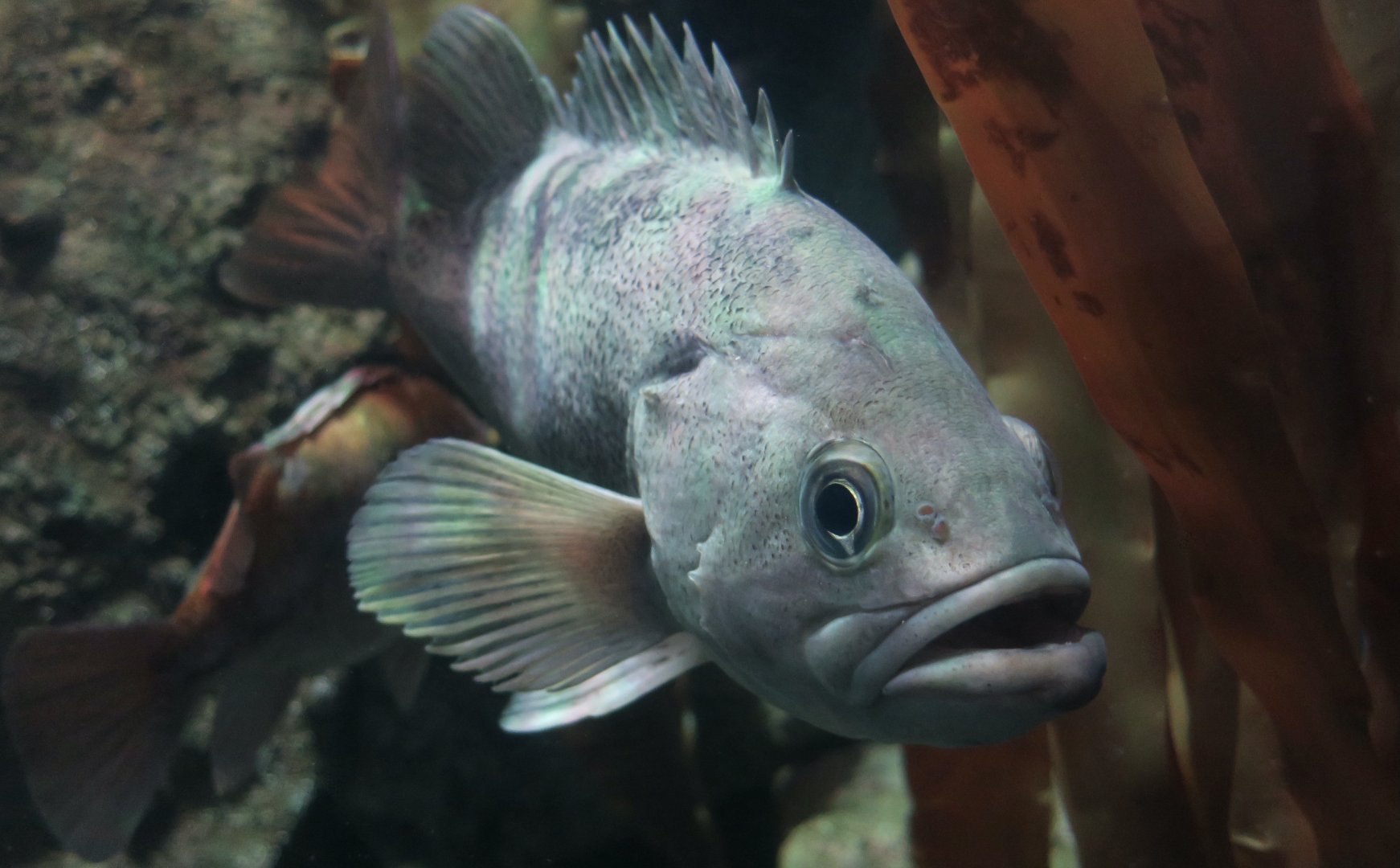 Black Rockfish (Sebastes melanops)