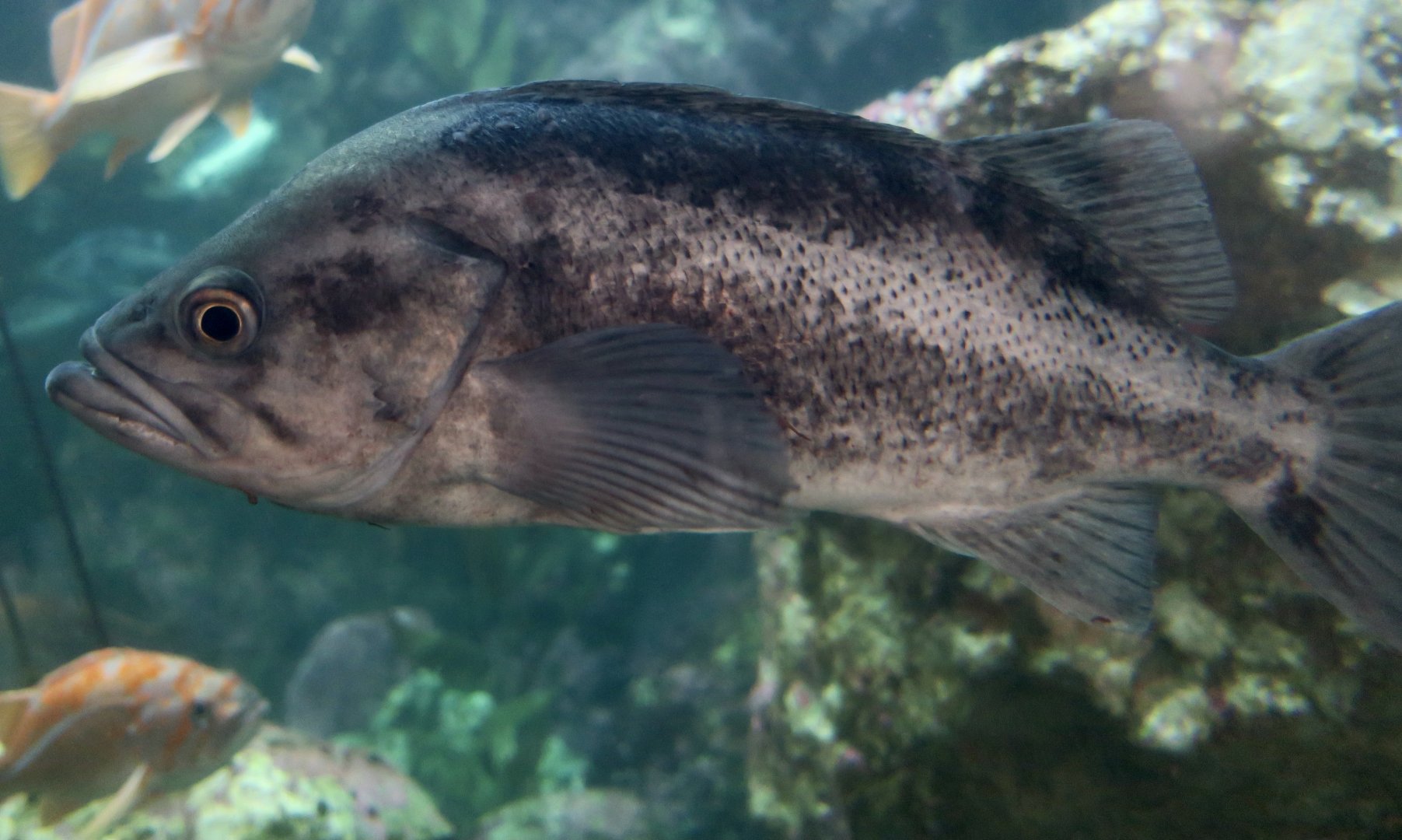 Black Rockfish (Sebastes melanops)