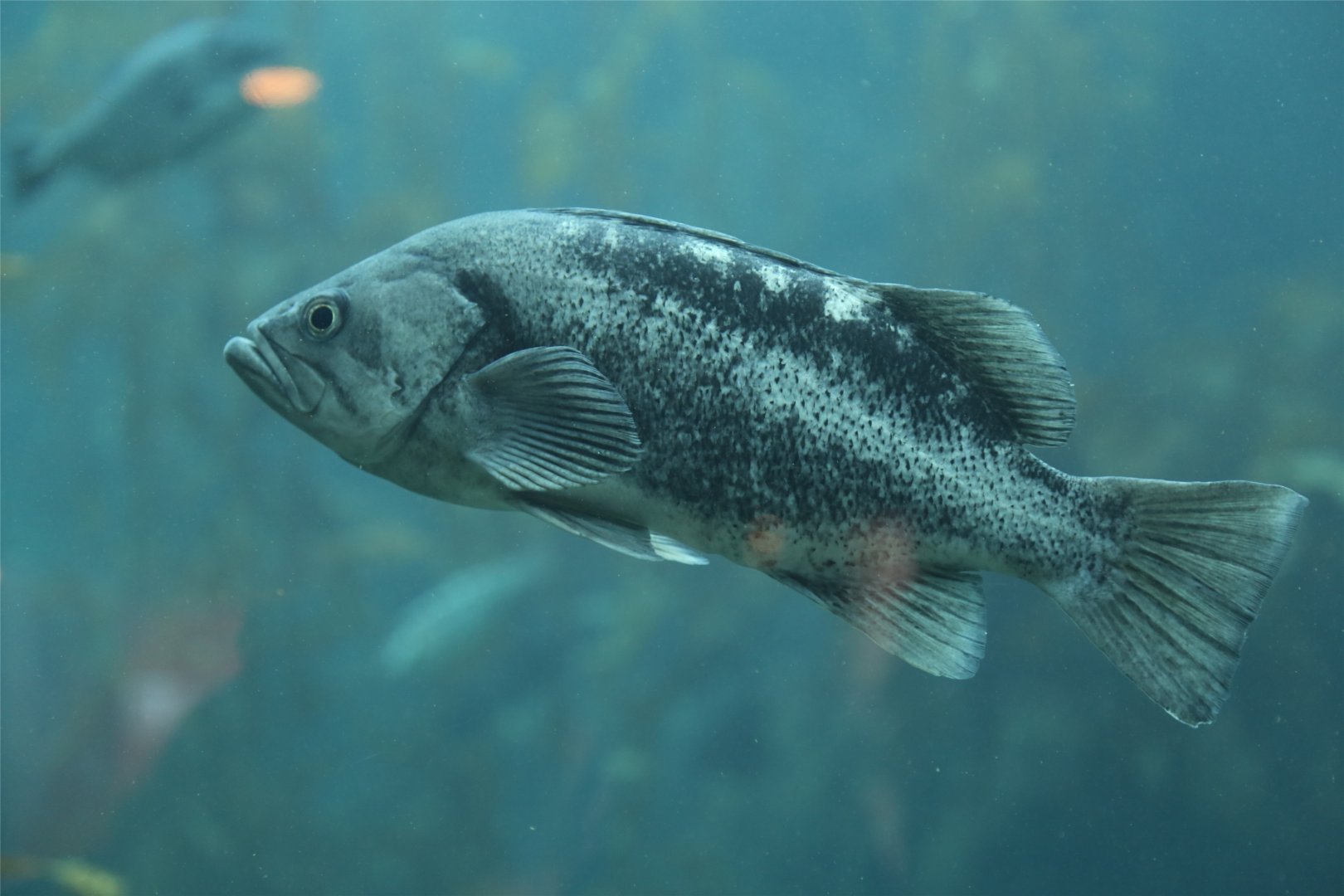 Black Rockfish (Sebastes melanops)