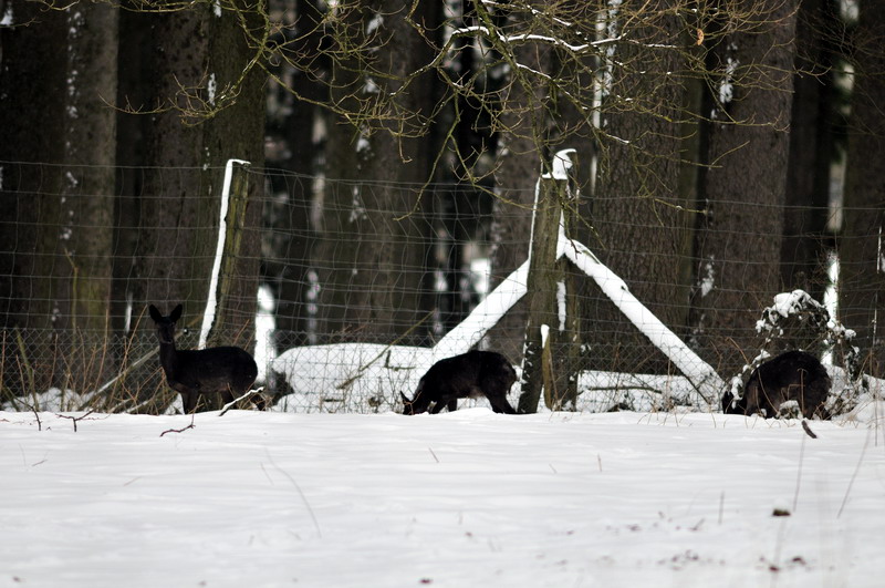 Black roe deer at Wildpark Neuhaus