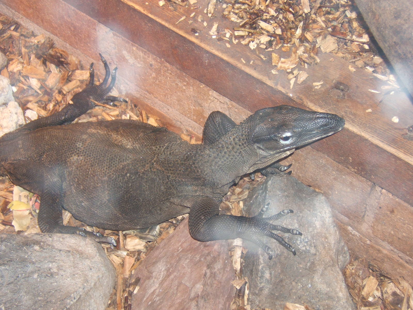 Black Rough-necked Monitor