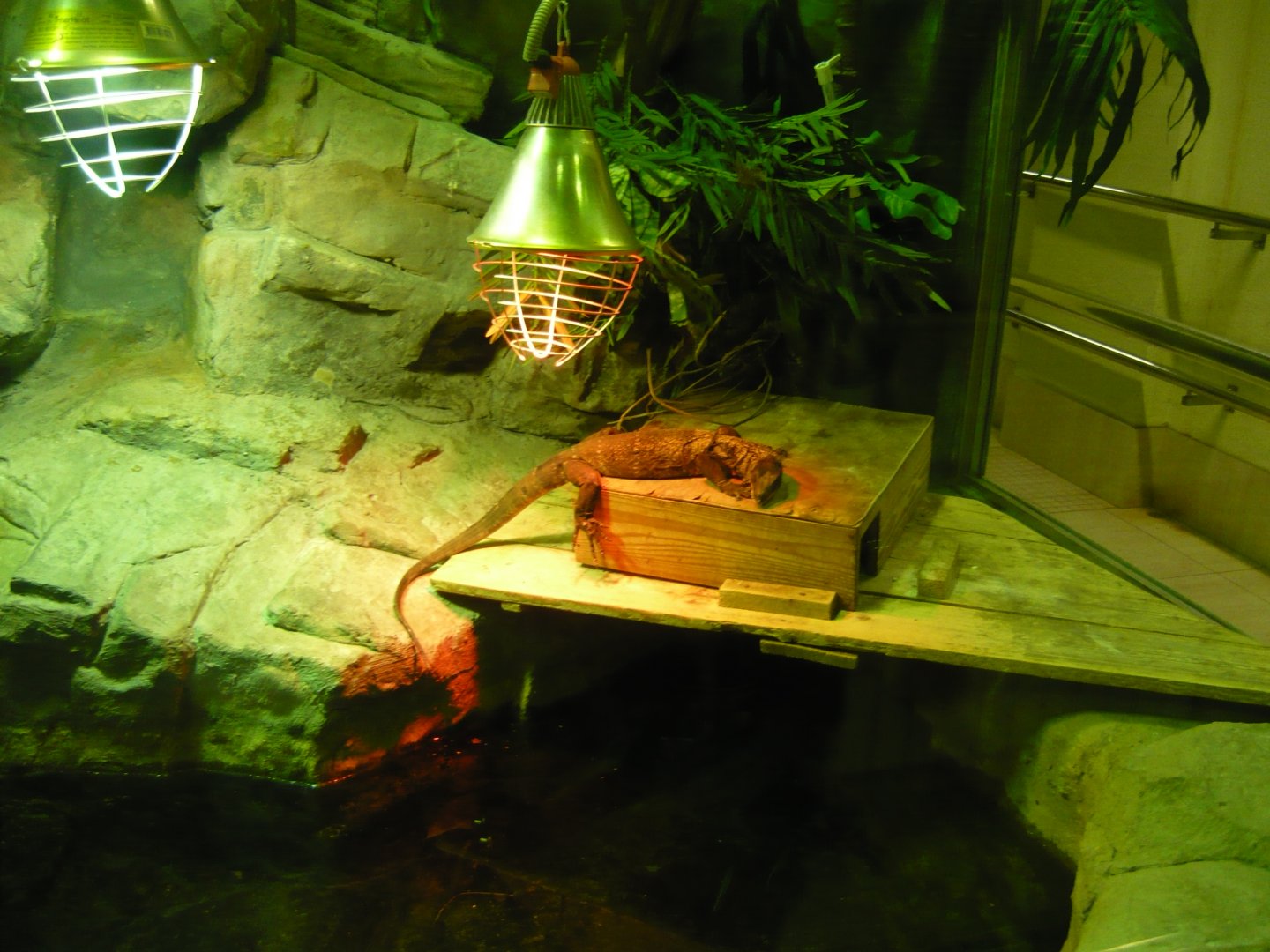 Black roughneck monitor lizard (Varanus rudicollis)