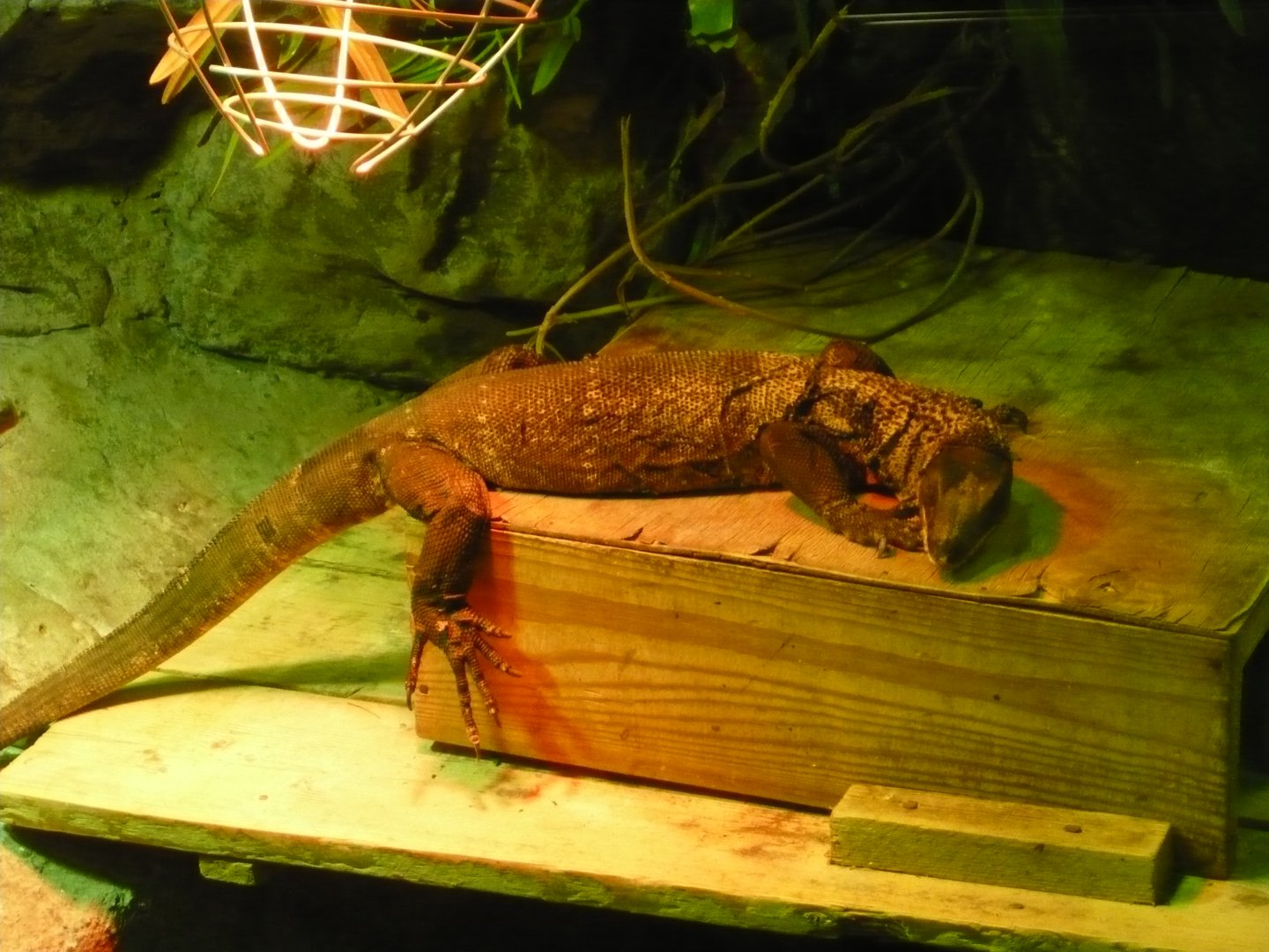 Black roughneck monitor lizard (Varanus rudicollis)