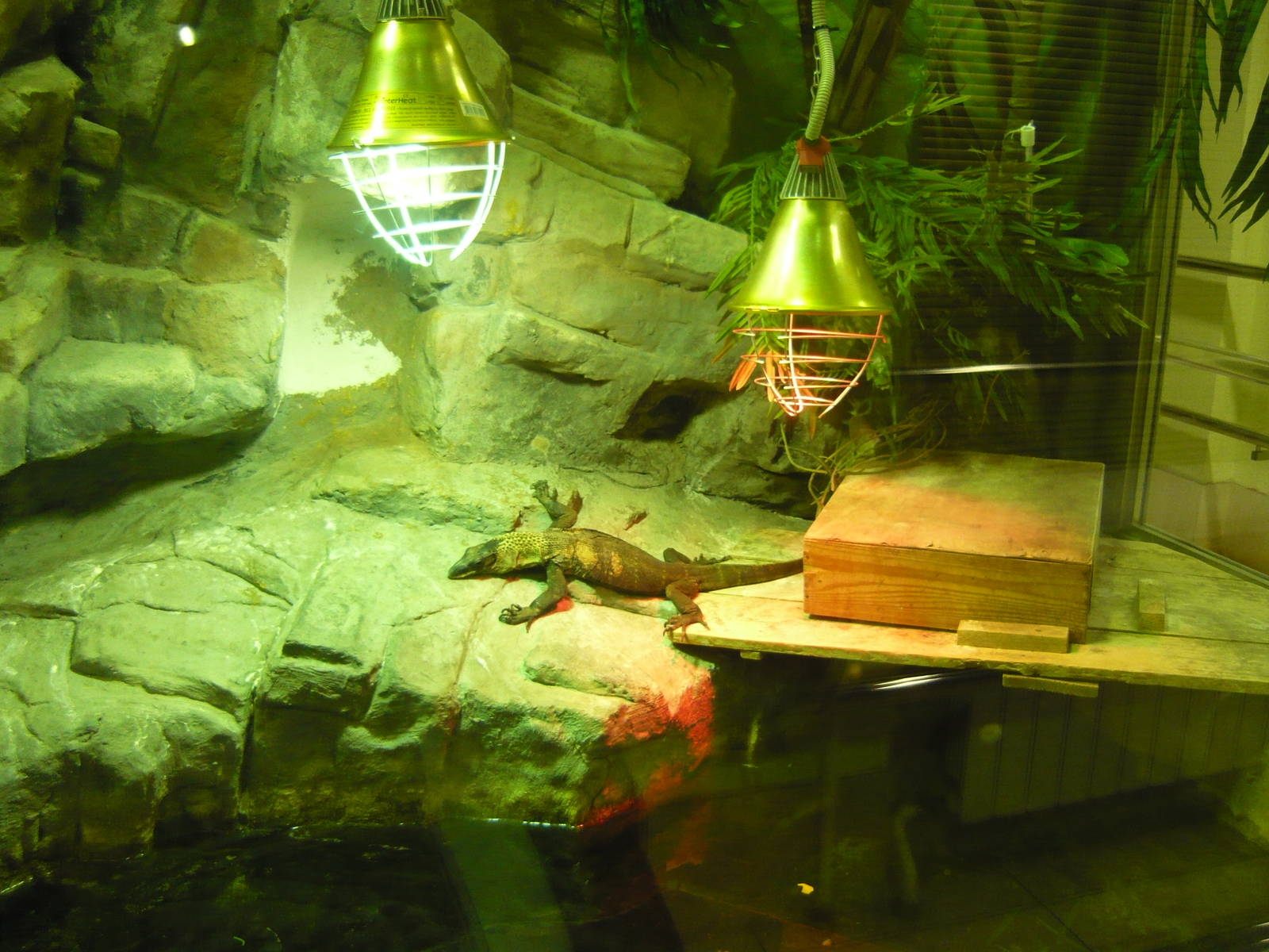 Black roughneck monitor (Varanus rudicollis)