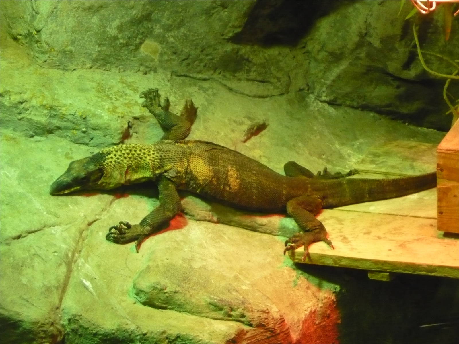 Black roughneck monitor (Varanus rudicollis)