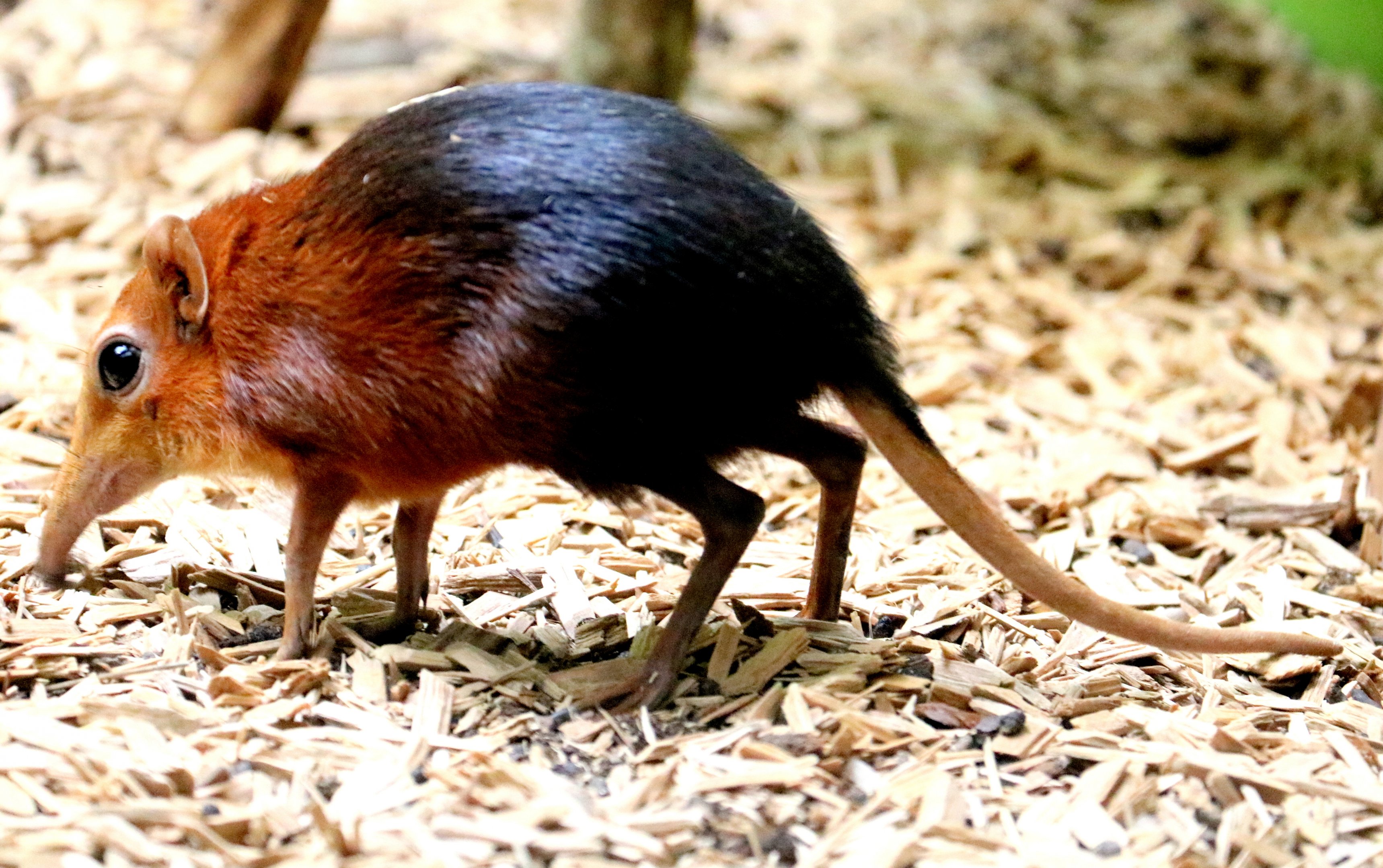 Black & rufous elephant shrew; Antwerp; 8th September 2018
