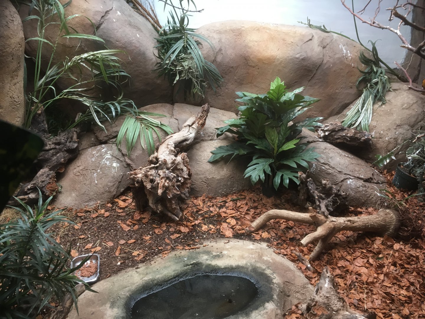 Black & rufous elephant shrew exhibit