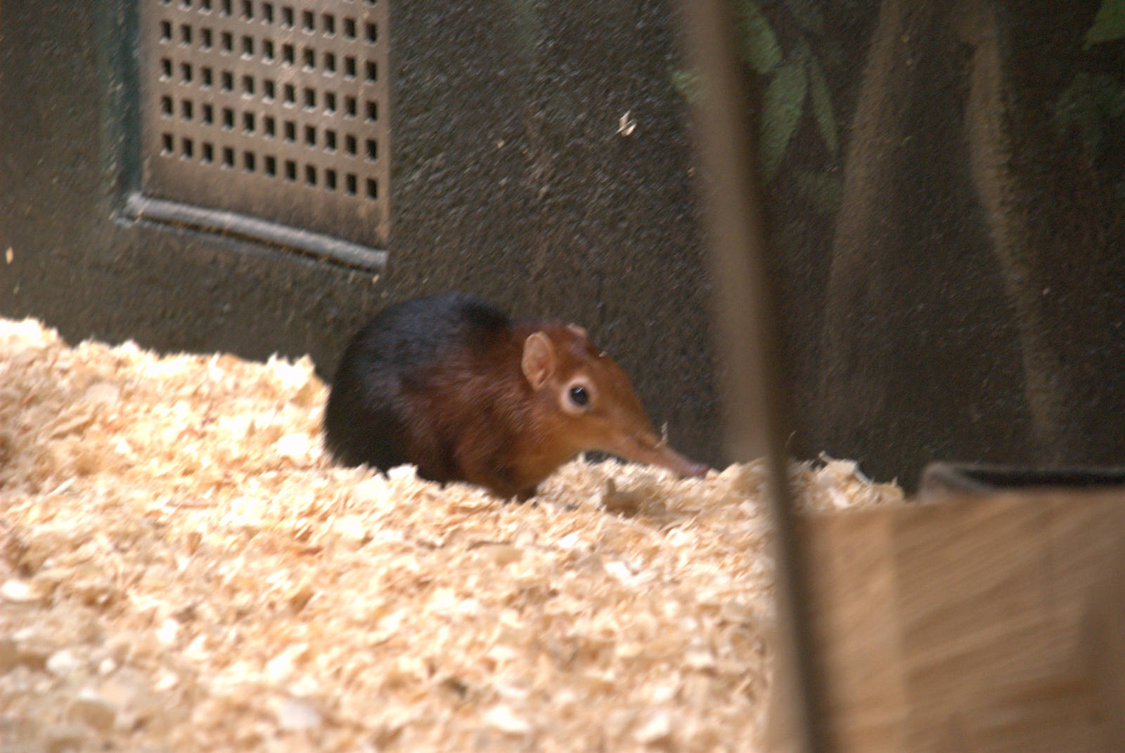 Black Rufous Elephant Shrew