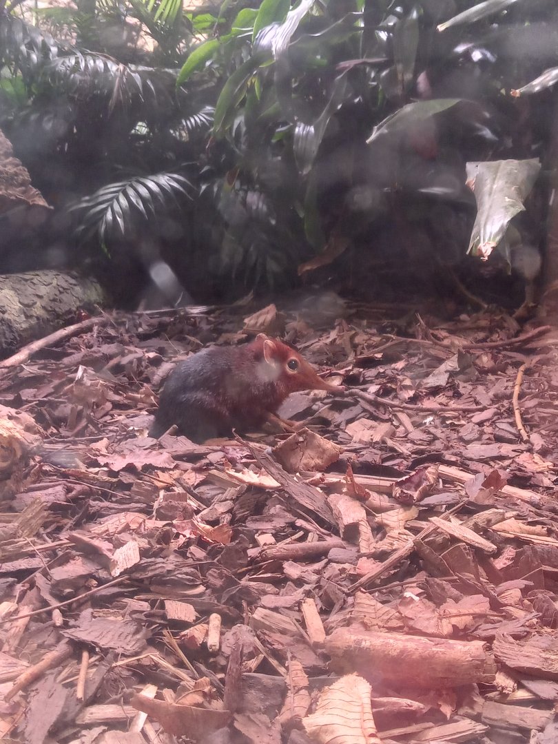 Black & Rufous Sengi