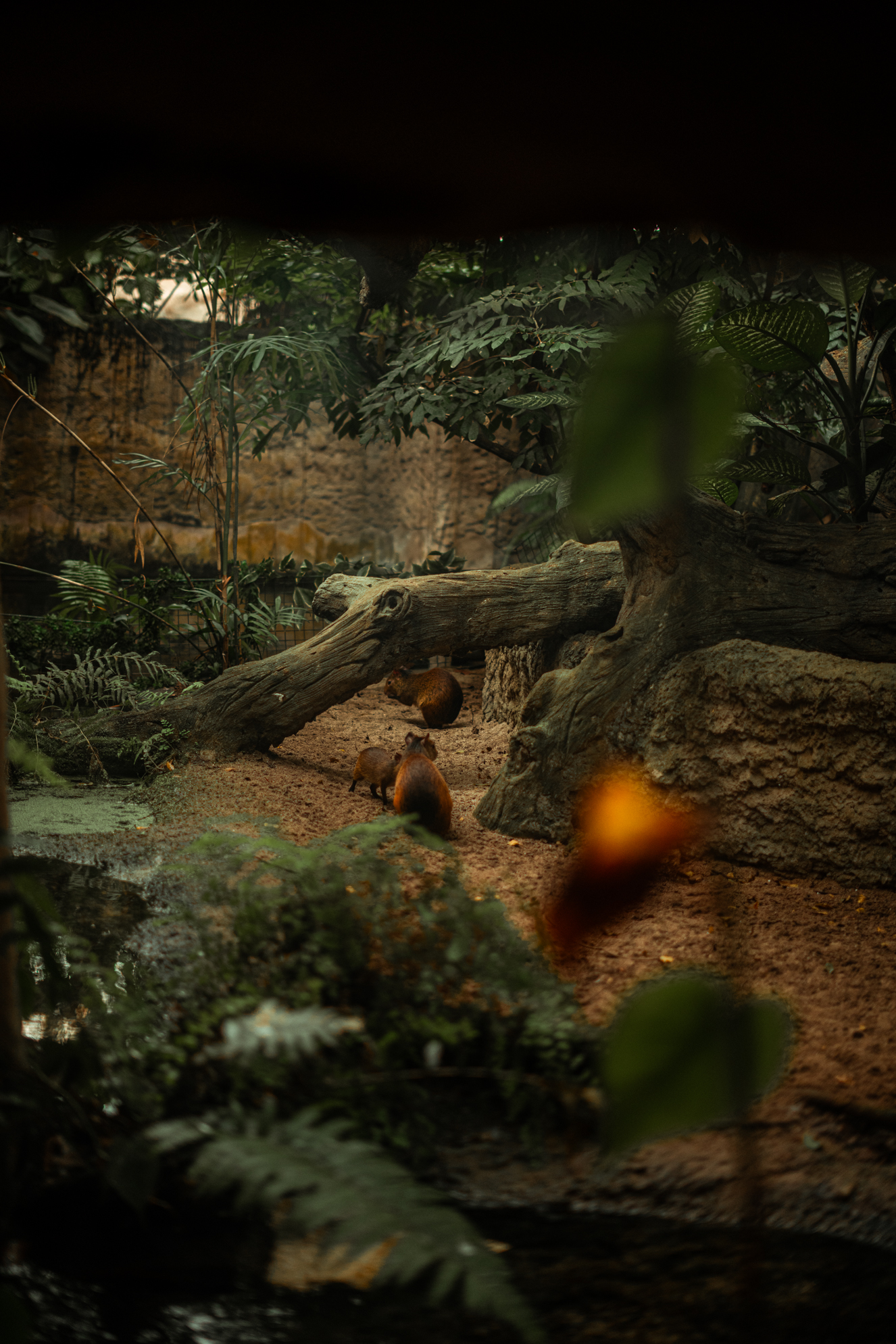 Black-rumped agouti above south american pond
