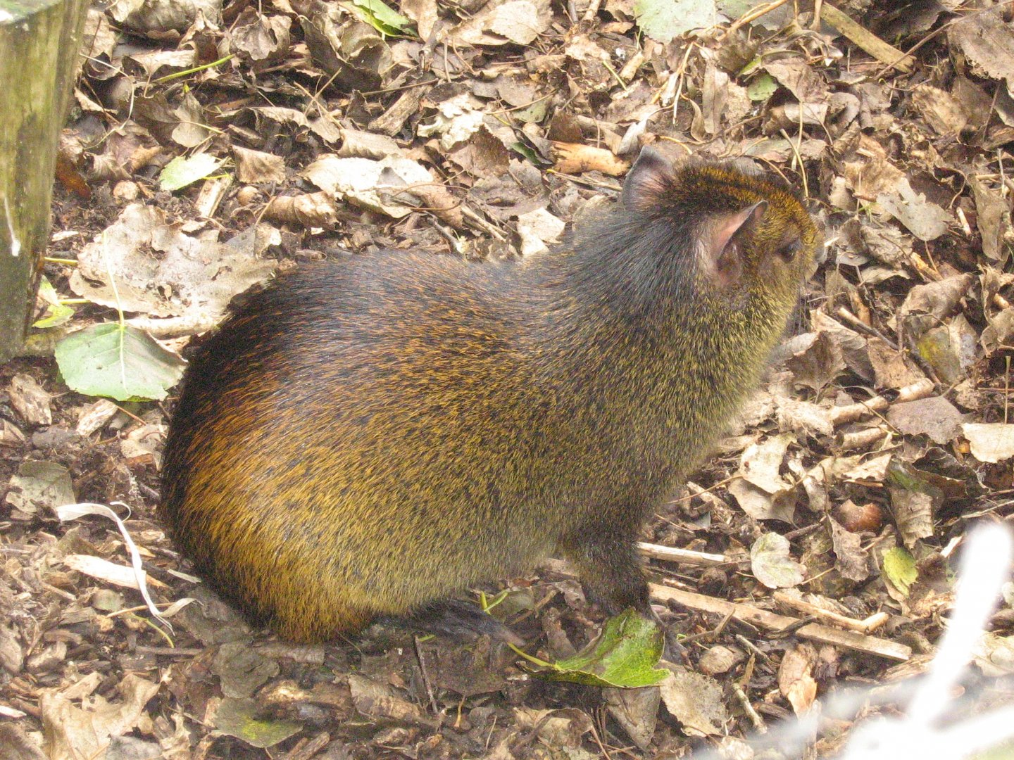 Black-rumped Agouti August 09