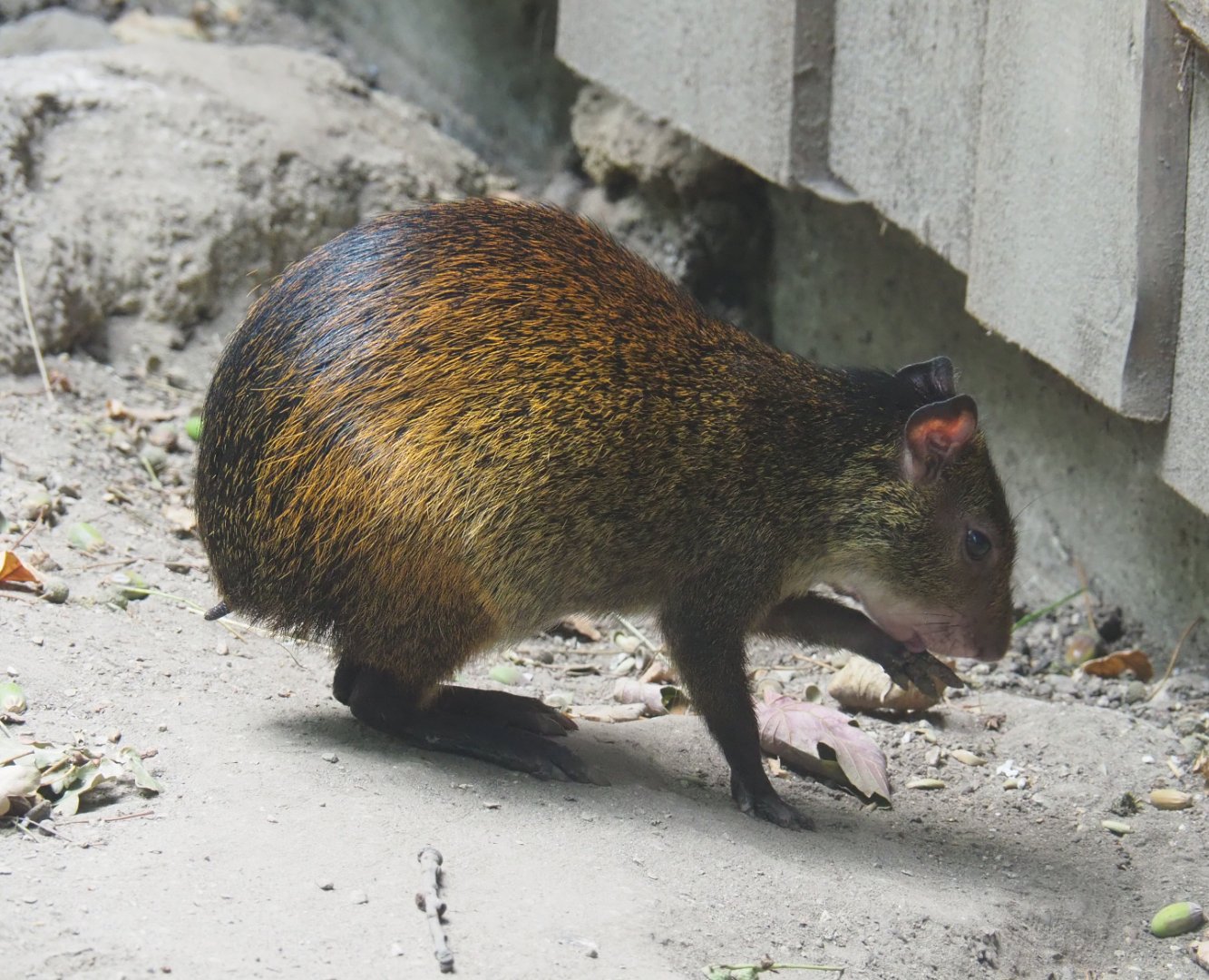 Black-rumped agouti (Dasyprocta prymnolopha), 2020-08-15