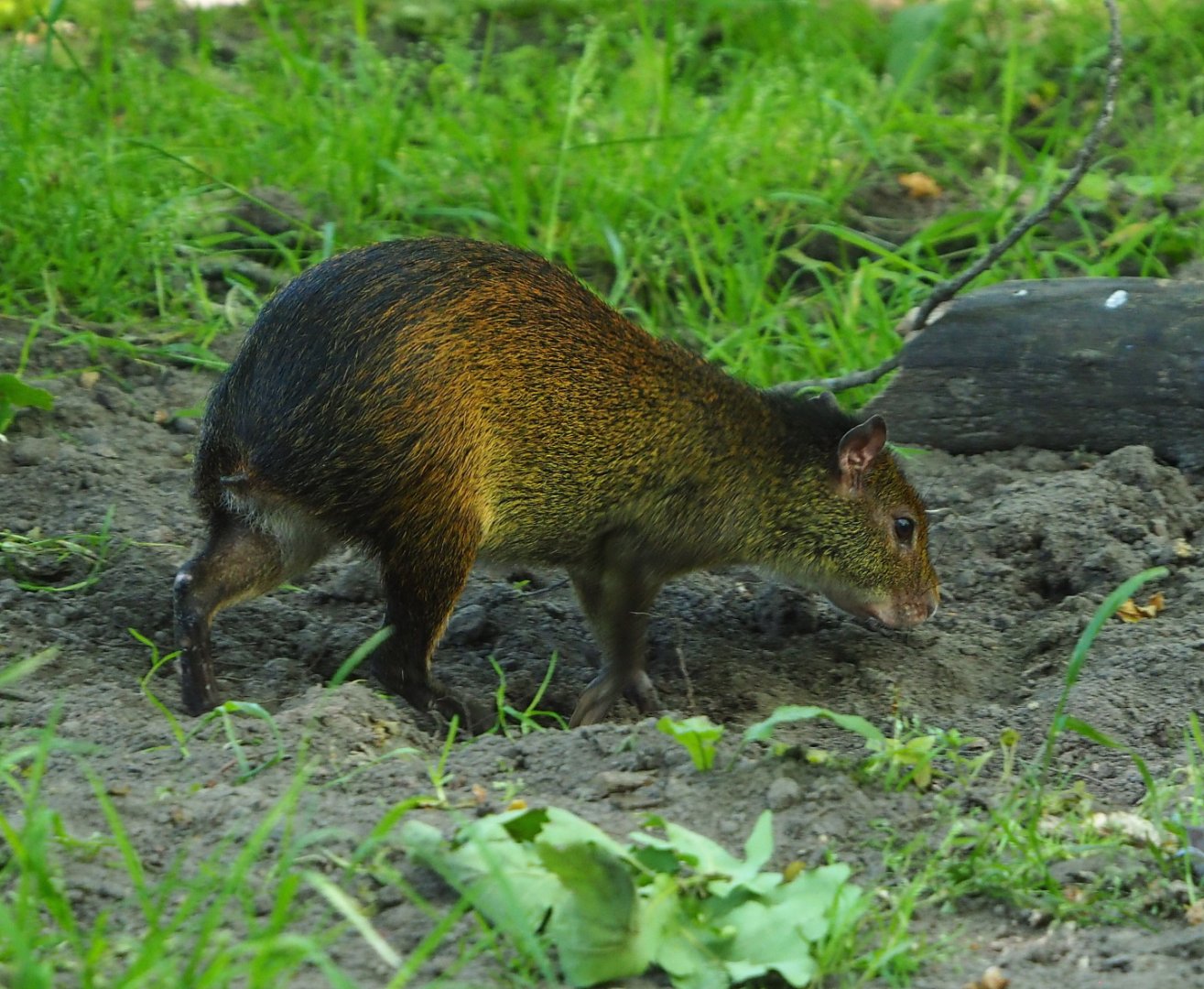 Black-rumped agouti (Dasyprocta prymnolopha), 2021-06-01