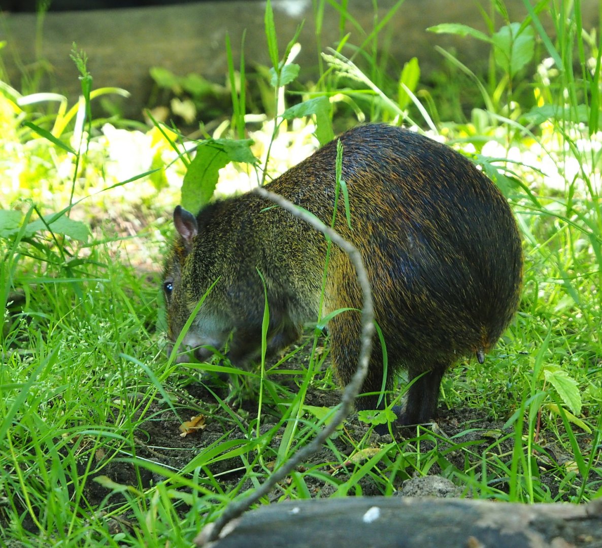 Black-rumped agouti (Dasyprocta prymnolopha), 2021-06-01