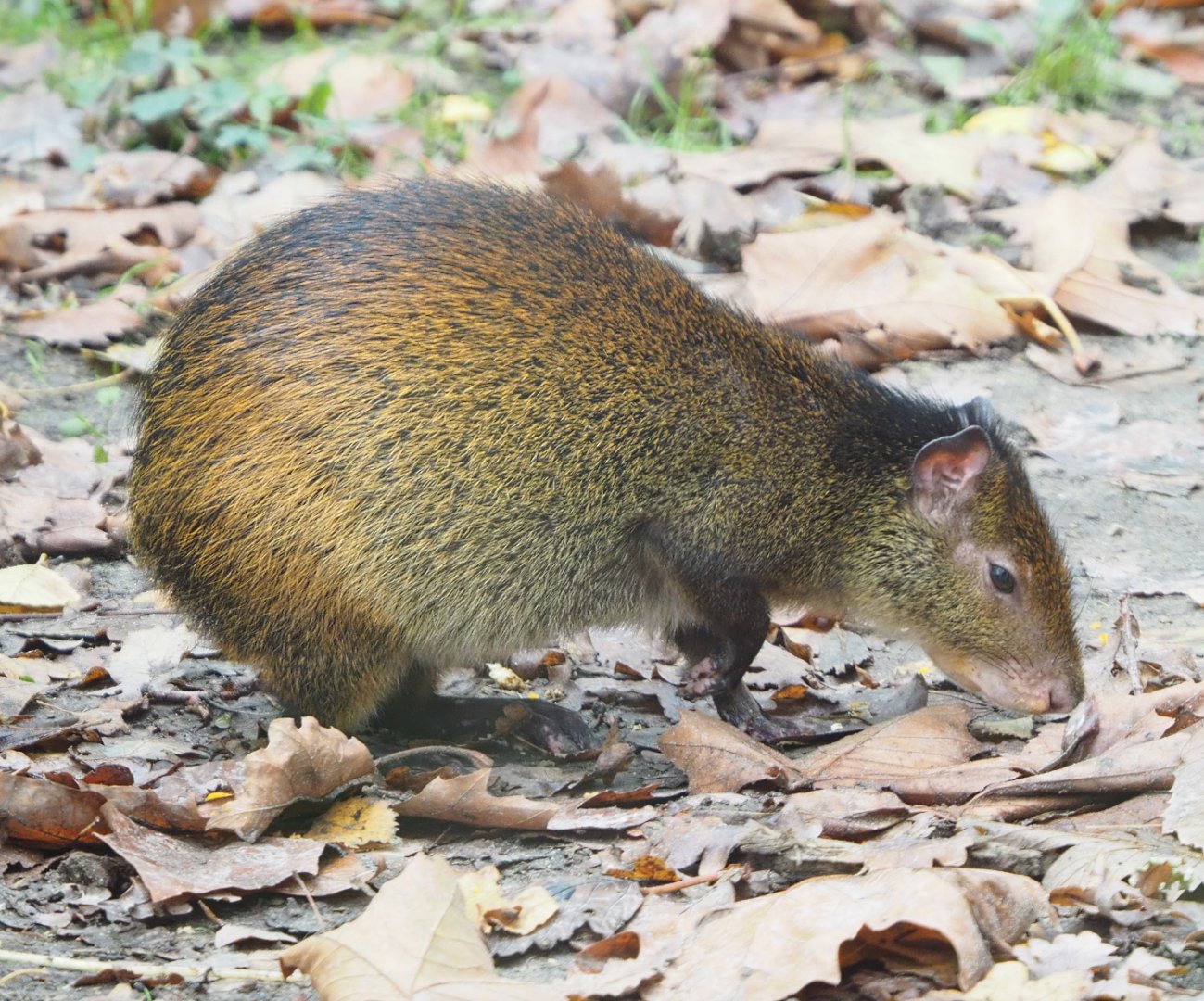 Black-rumped agouti (Dasyprocta prymnolopha), 2021-11-06