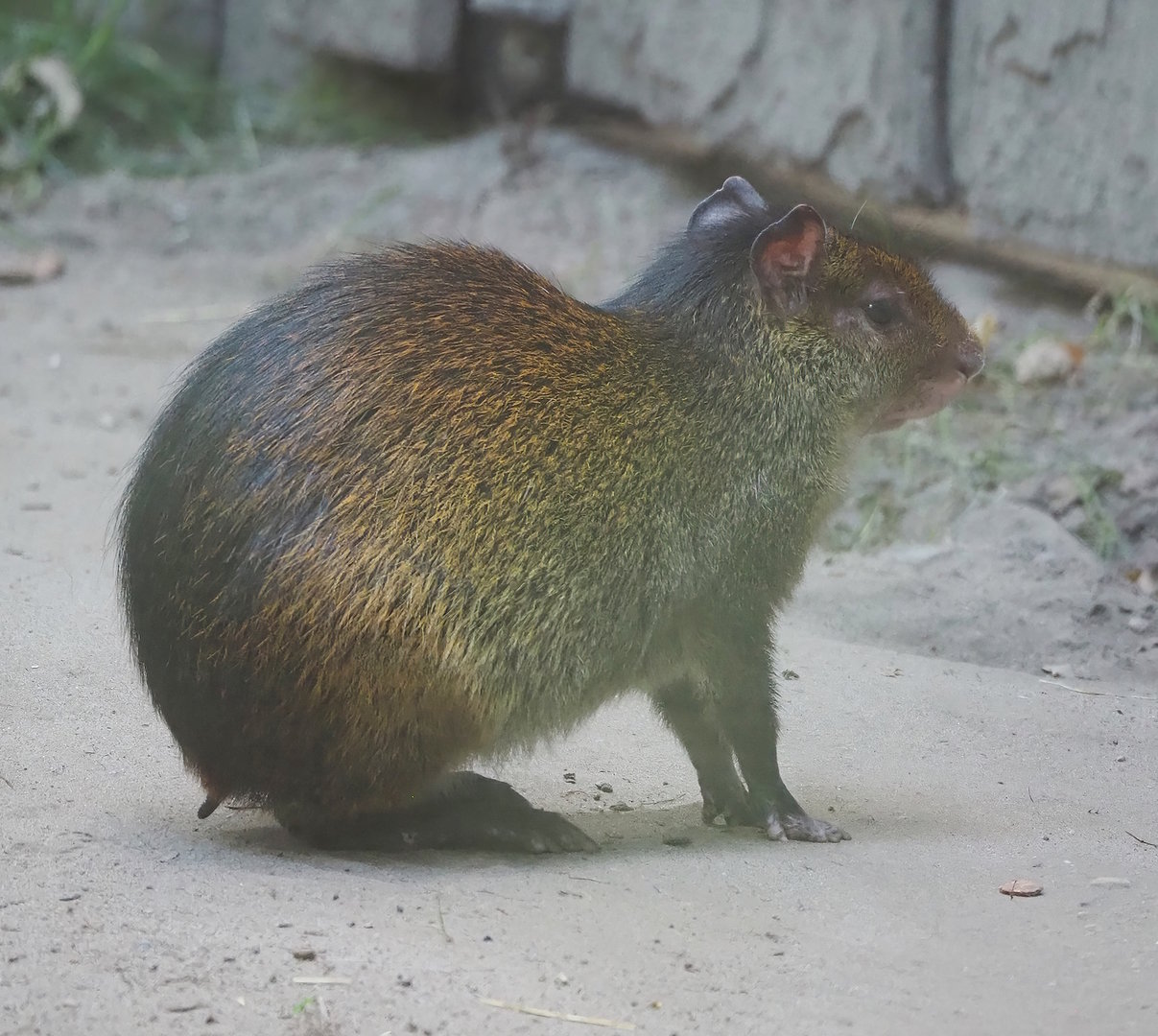 Black-rumped agouti (Dasyprocta prymnolopha), 2022-07-16