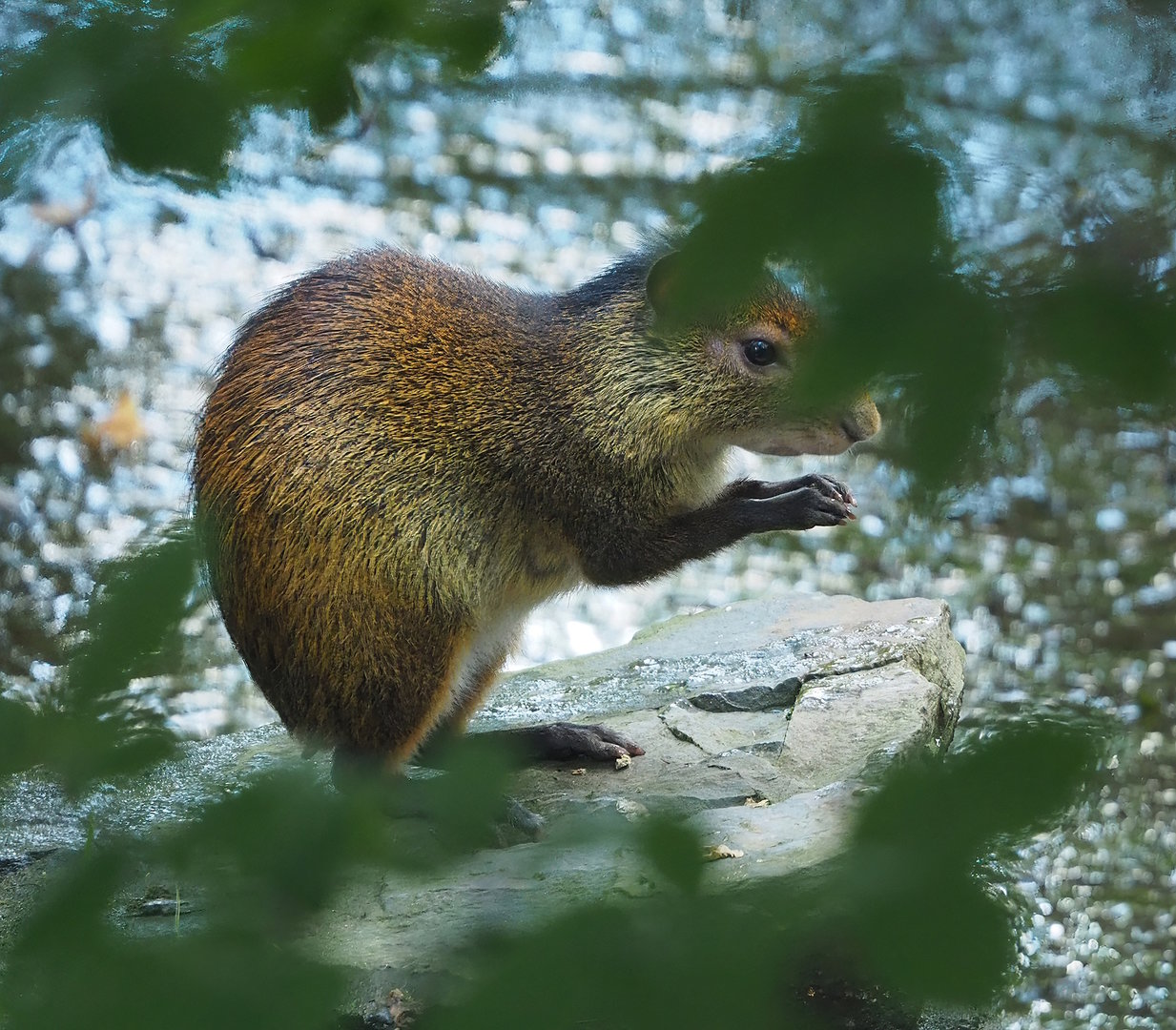 Black-rumped agouti (Dasyprocta prymnolopha), 2022-07-16