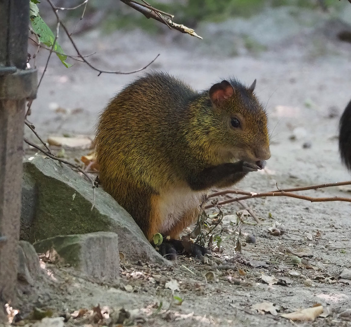 Black-rumped agouti (Dasyprocta prymnolopha), 2022-08-07