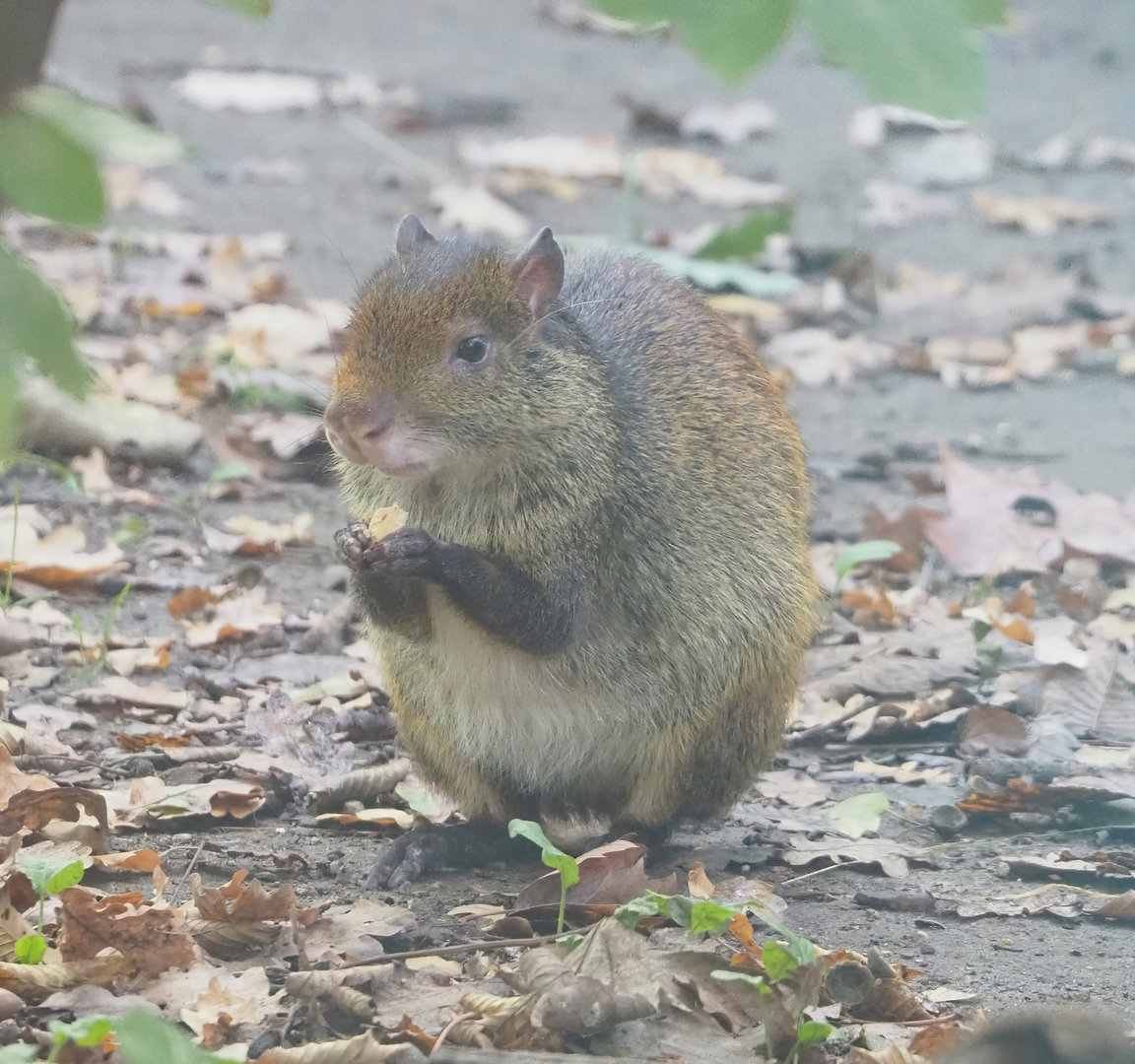 Black-rumped agouti (Dasyprocta prymnolopha), 2022-10-19