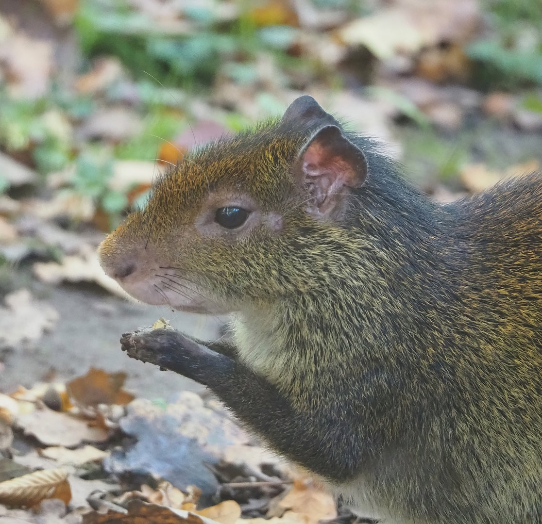 Black-rumped agouti (Dasyprocta prymnolopha), 2022-10-19