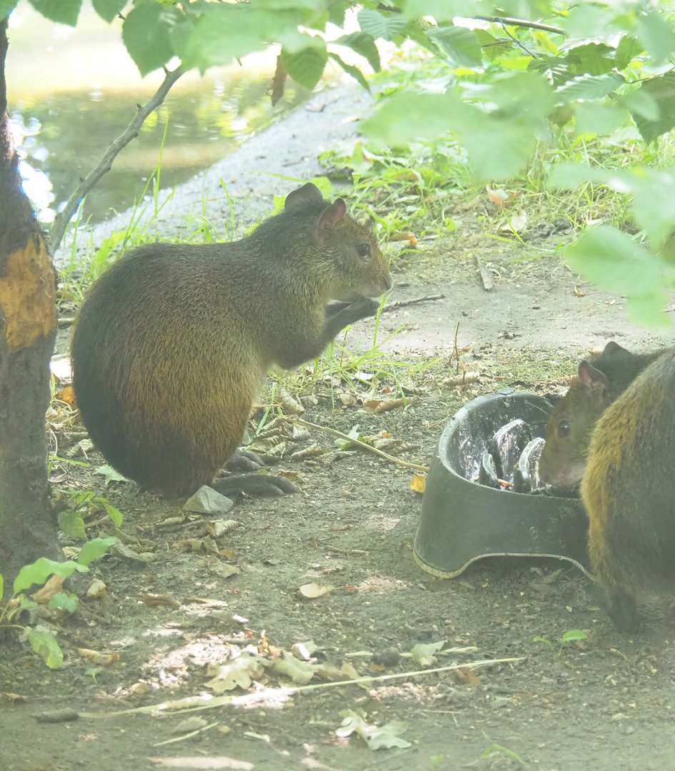 Black-rumped agouti (Dasyprocta prymnolopha), 2023-07-08