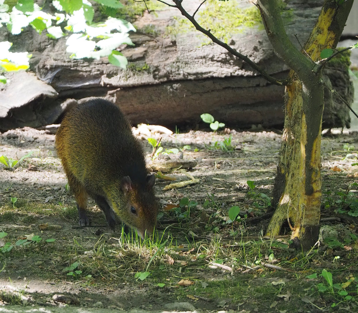 Black-rumped agouti (Dasyprocta prymnolopha) and agouti-damaged trunk, 2022-07-16