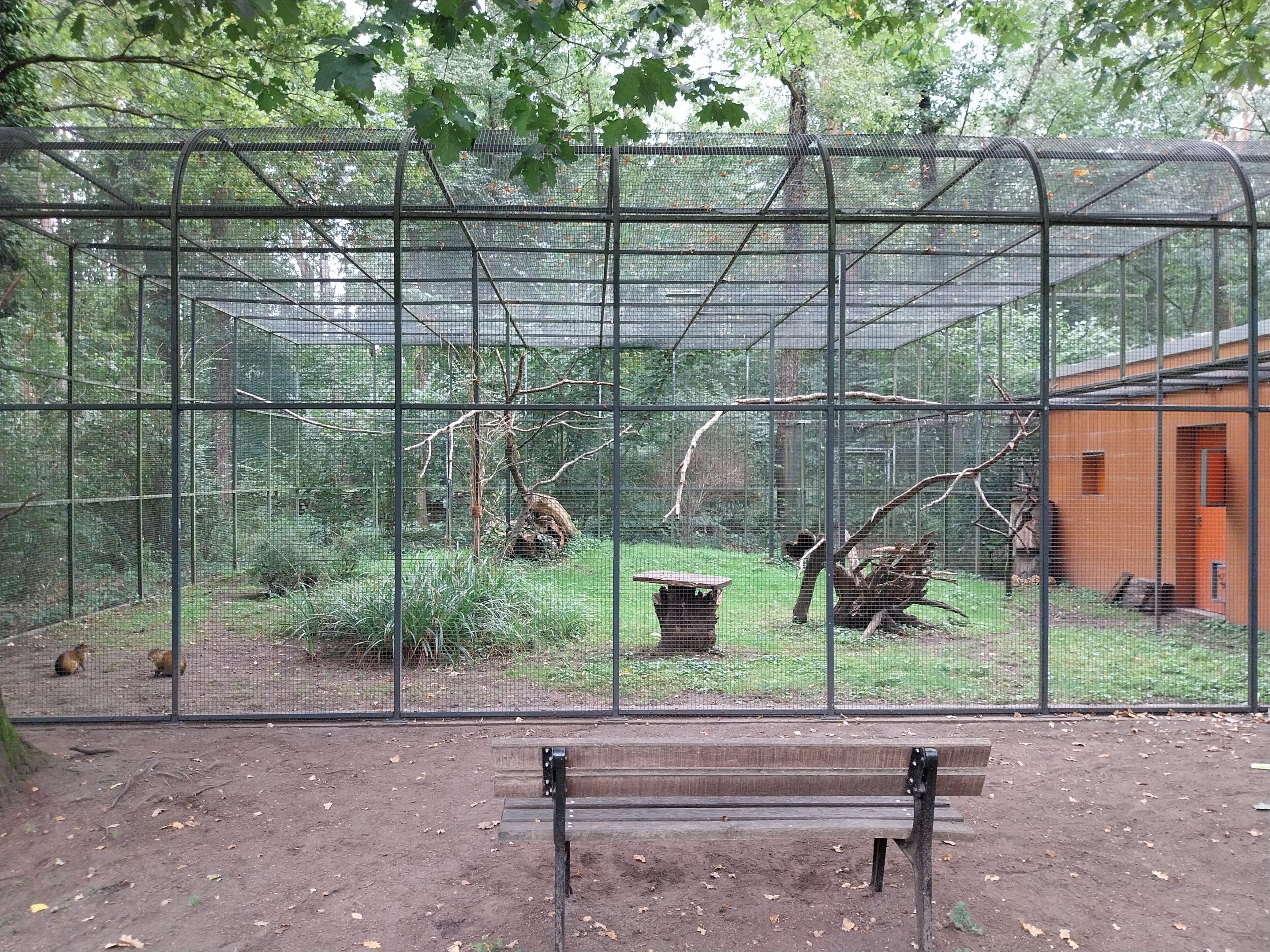Black-rumped Agouti (Dasyprocta prymnolopha) and Blue-and-Yellow Macaw (Ara ararauna)