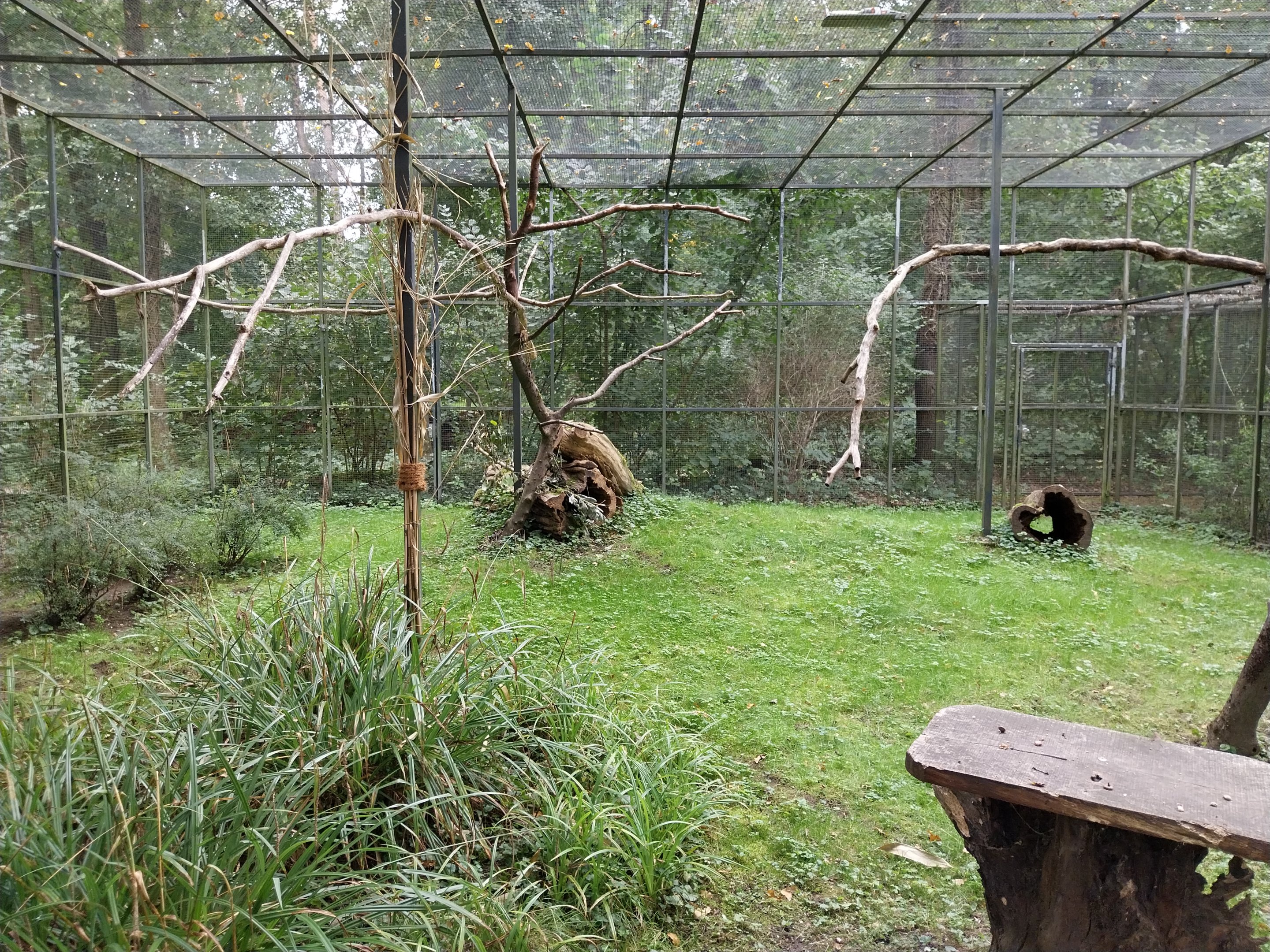 Black-rumped Agouti (Dasyprocta prymnolopha) and Blue-and-yellow Macaw (Ara ararauna)