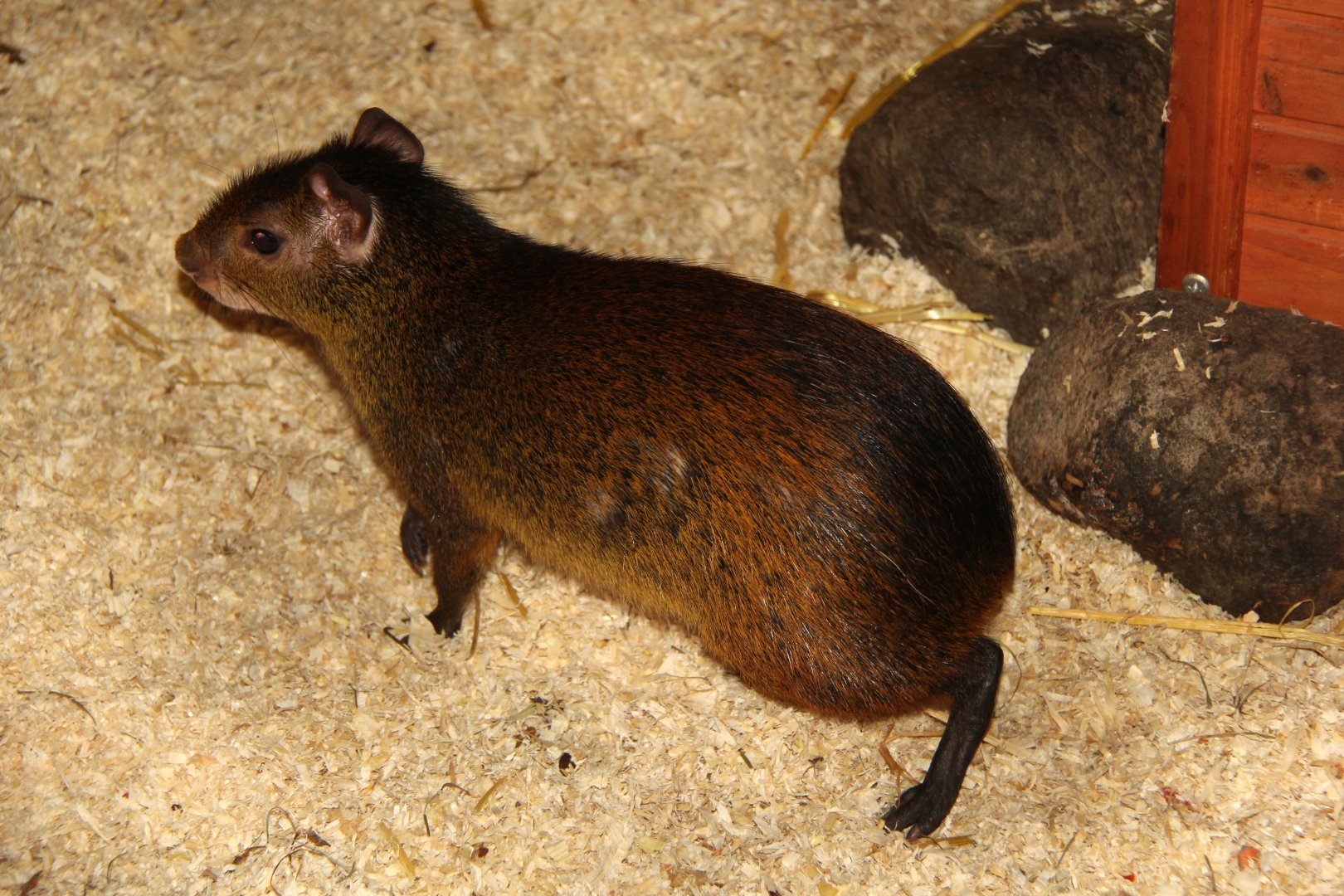 black-rumped agouti (Dasyprocta prymnolopha)