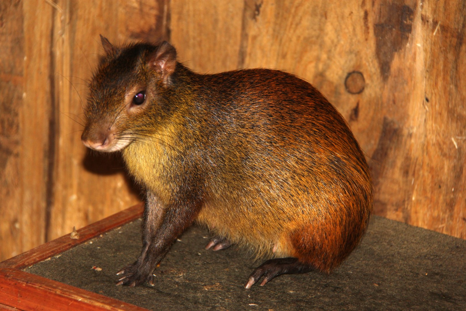 black-rumped agouti (Dasyprocta prymnolopha)