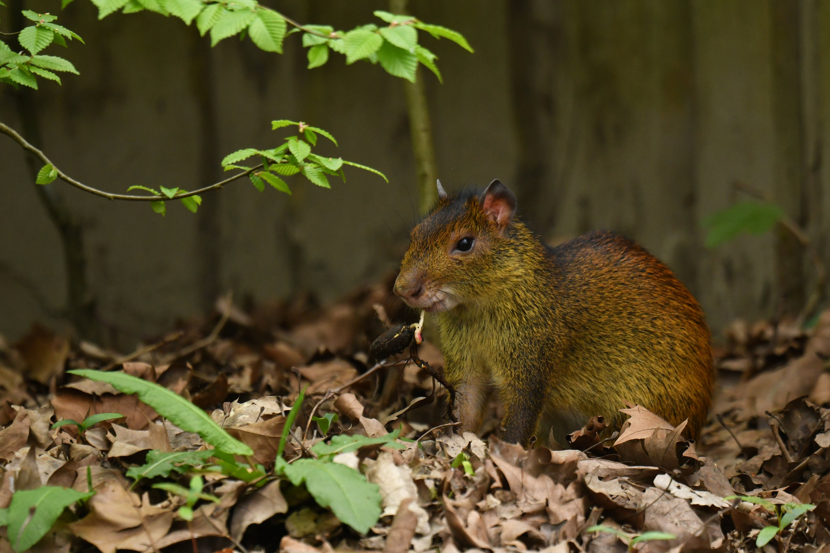 Black-rumped agouti (Dasyprocta prymnolopha)