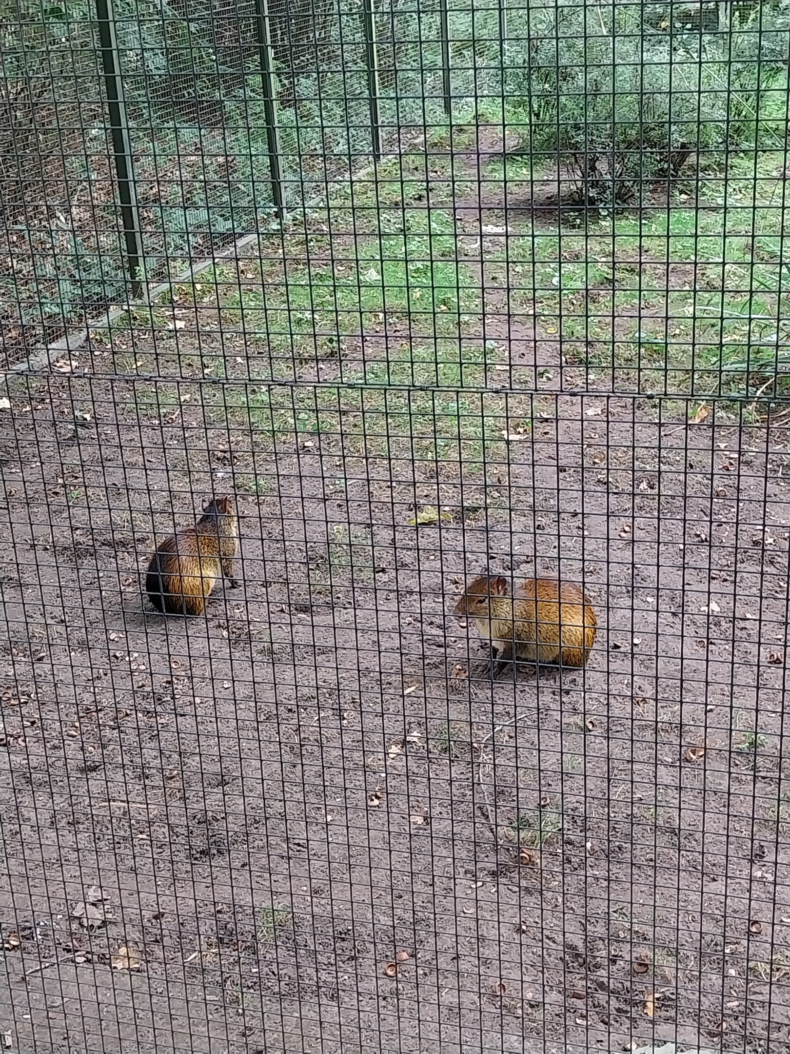 Black-rumped Agouti (Dasyprocta prymnolopha)